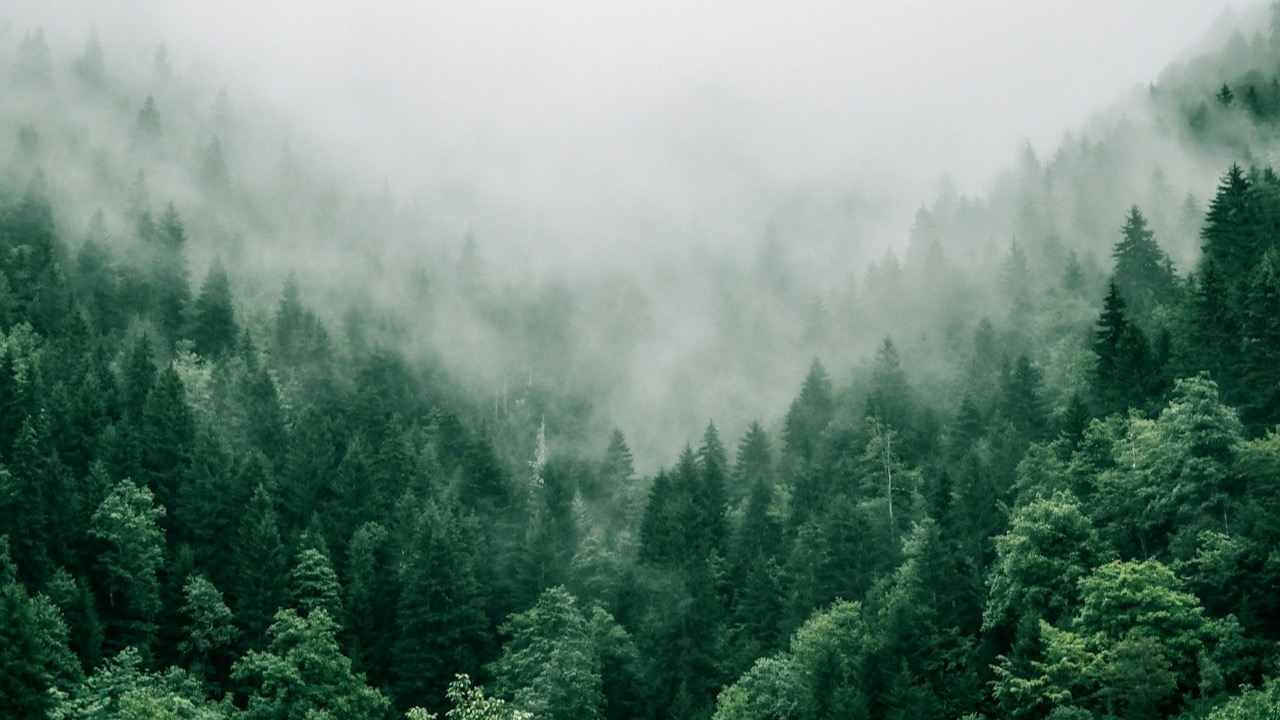 Best Forest and Green Wallpapers for Mac