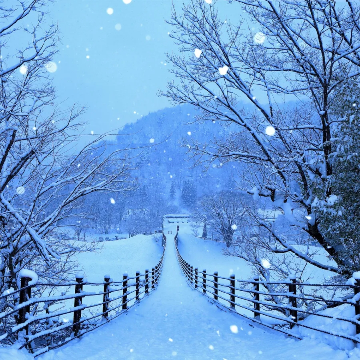 Pathway Through The Snow