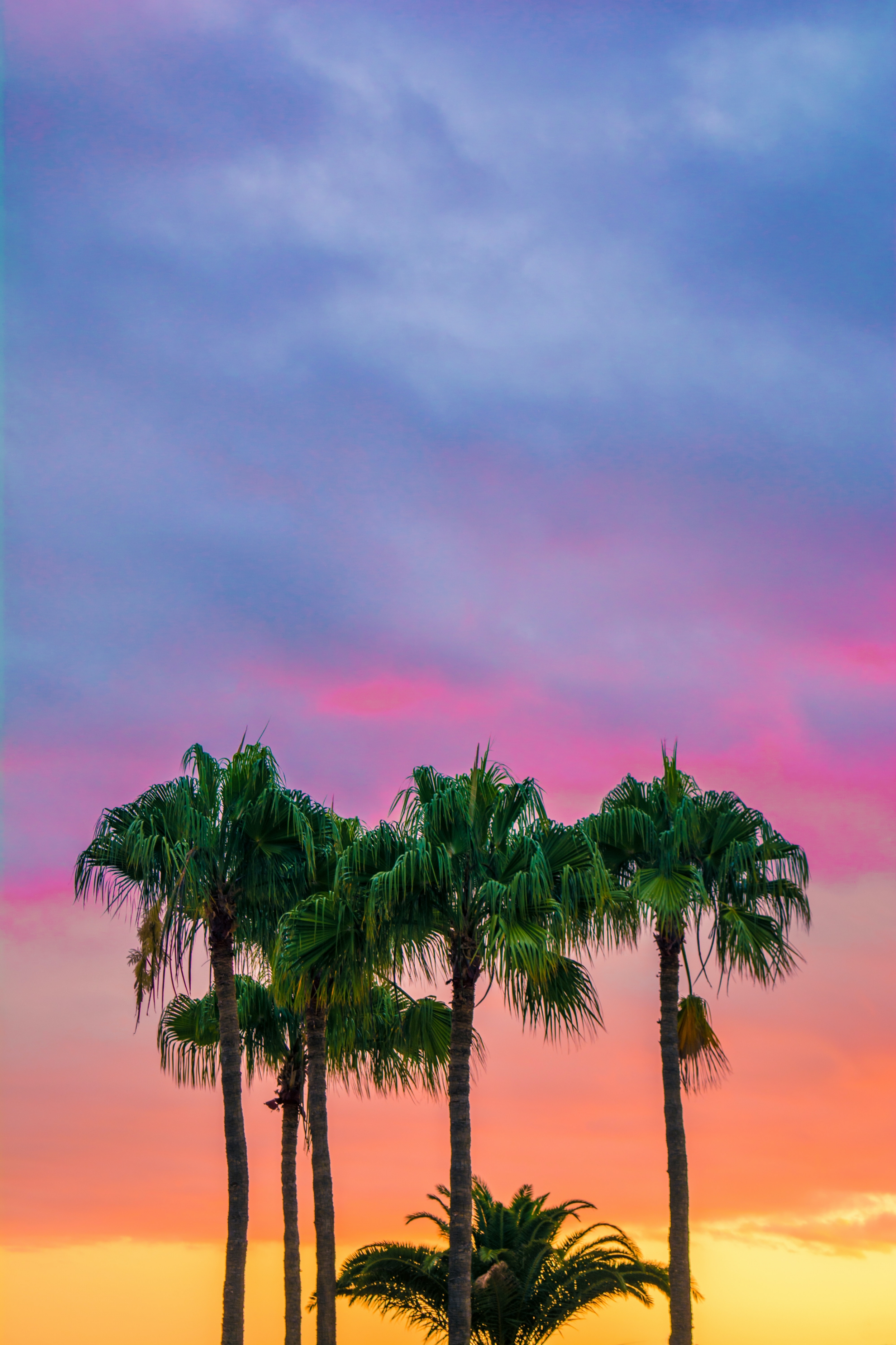 Palm Trees wallpaper for Apple iPhone, Apple Watch, Mac, iPad and Apple Watch
