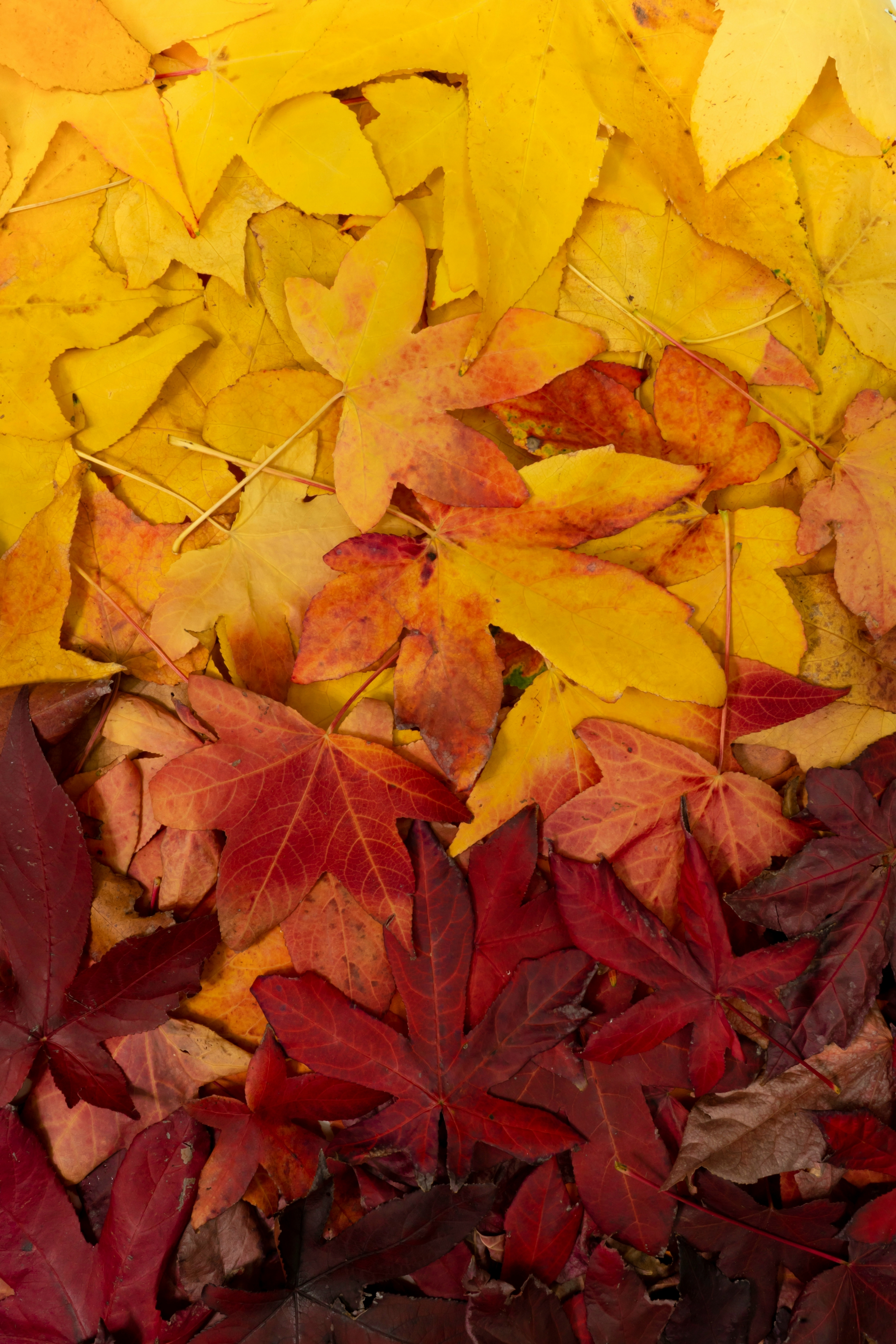 Autumn Fall Leaves Yellow And Red