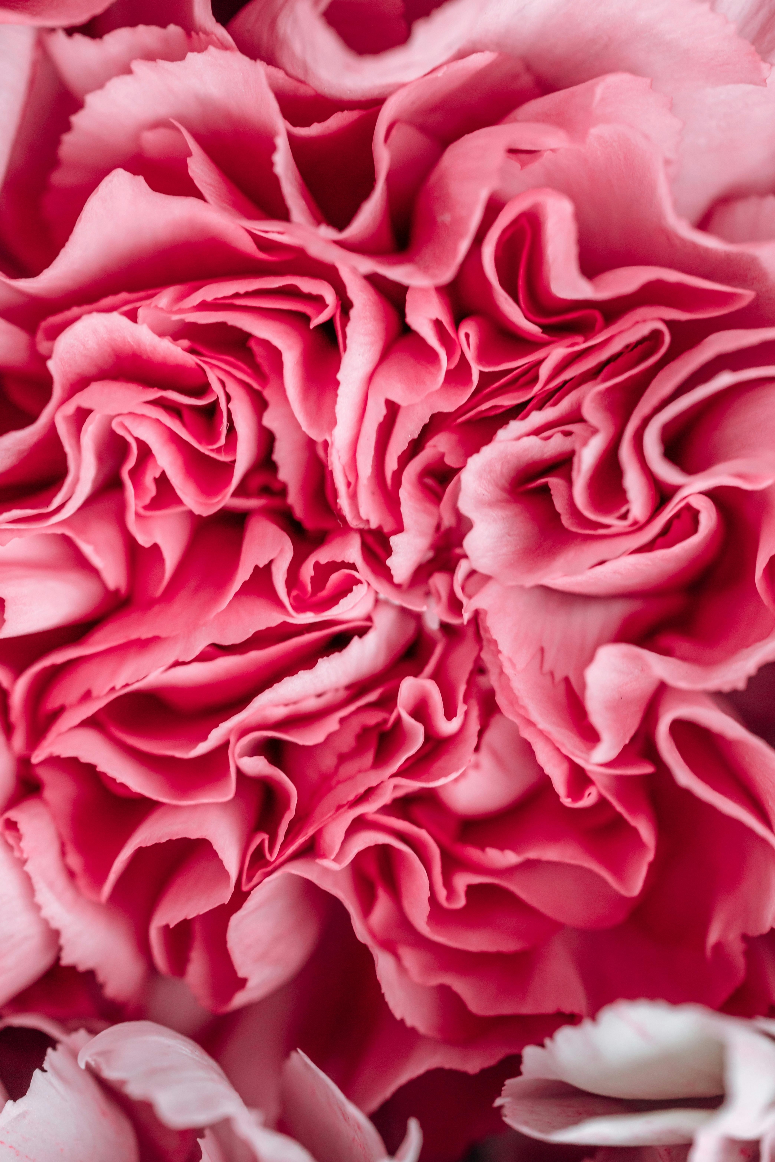 Blooming Pink Rose wallpaper for Apple iPhone, Apple Watch, Mac, iPad and Apple Watch