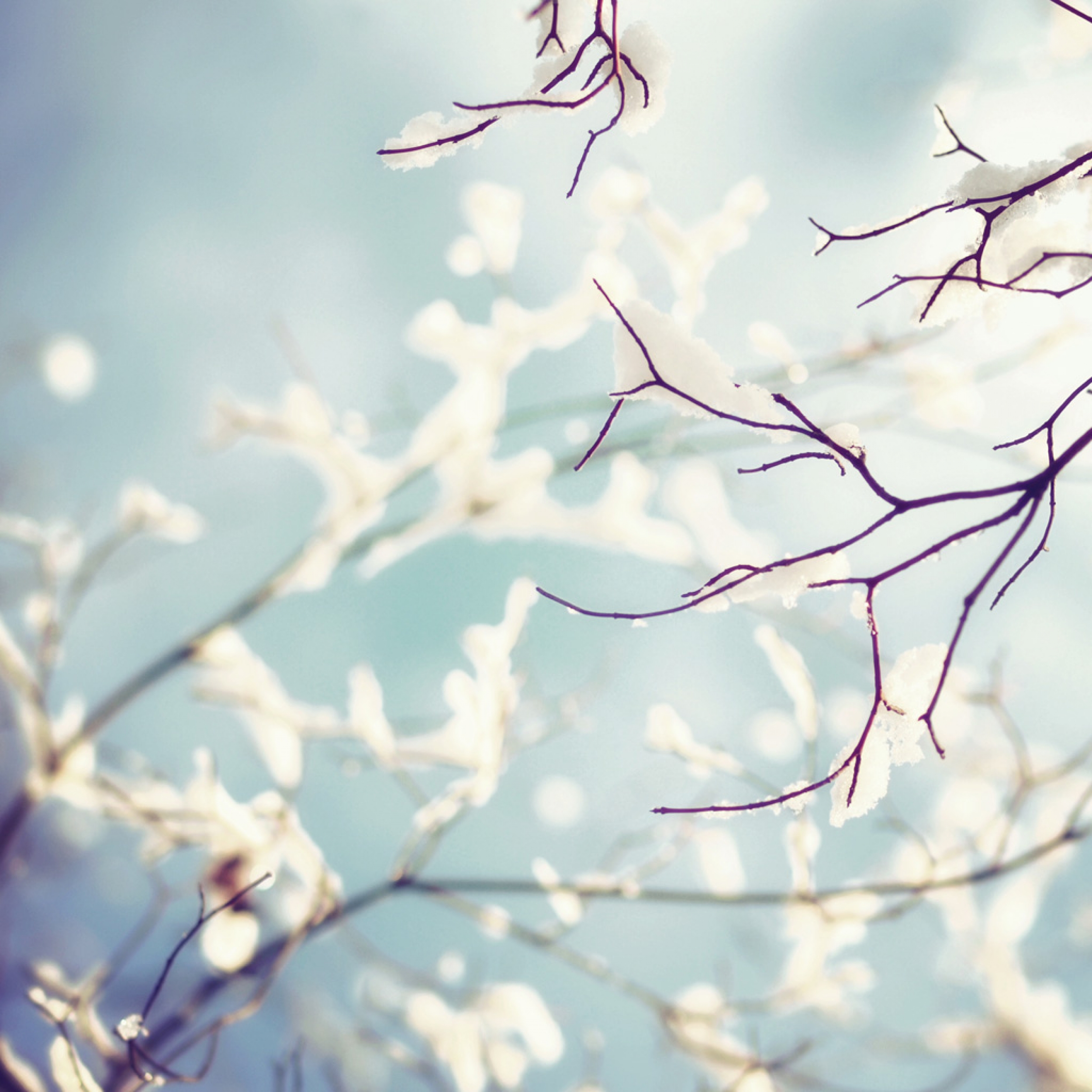 Branches And Flowers