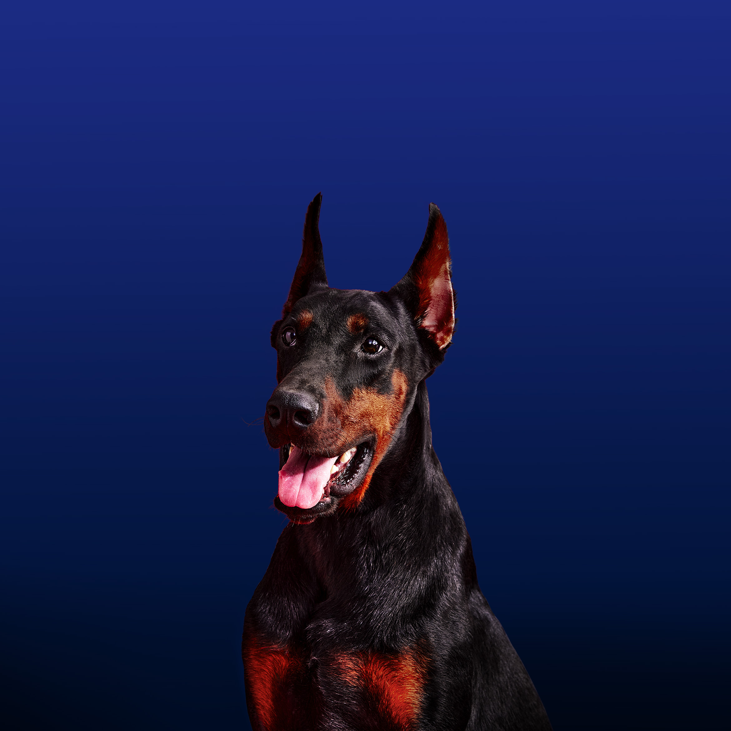 Dog Blue OxygenOS 15 Stock Default Wallpaper Desktop Image For Apple iPad Tablets wallpaper for Apple iPhone, Apple Watch, Mac, iPad and Apple Watch