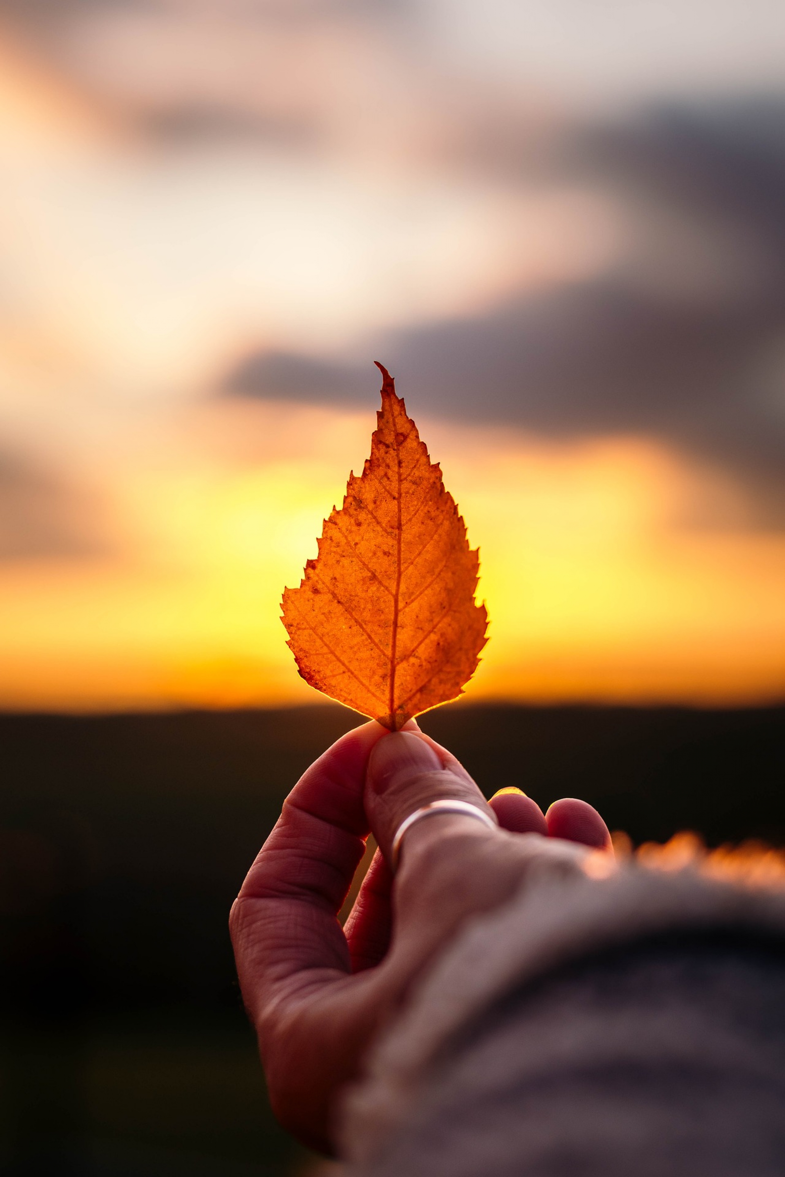 Fall Leaf Against The Sunset Seasons