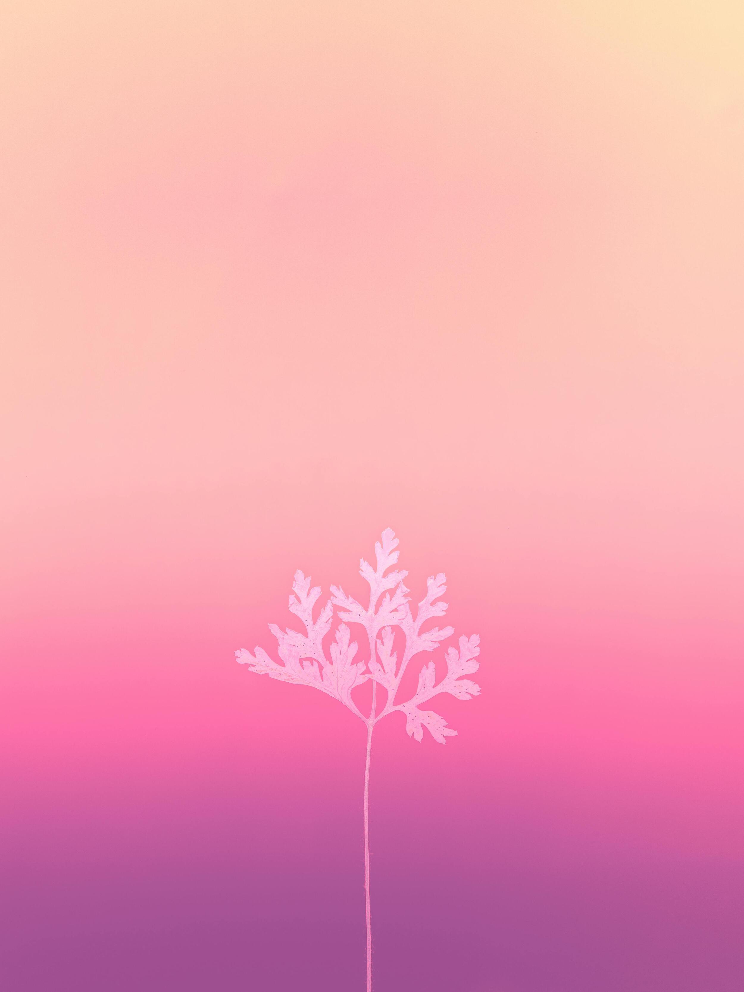 Gradient Pink Backdrop With White Plant Silhouette Best Free Wallpapers Backgrounds Desktop Pictures For Apple iPad Tablets And Android HD High Resolution 4K