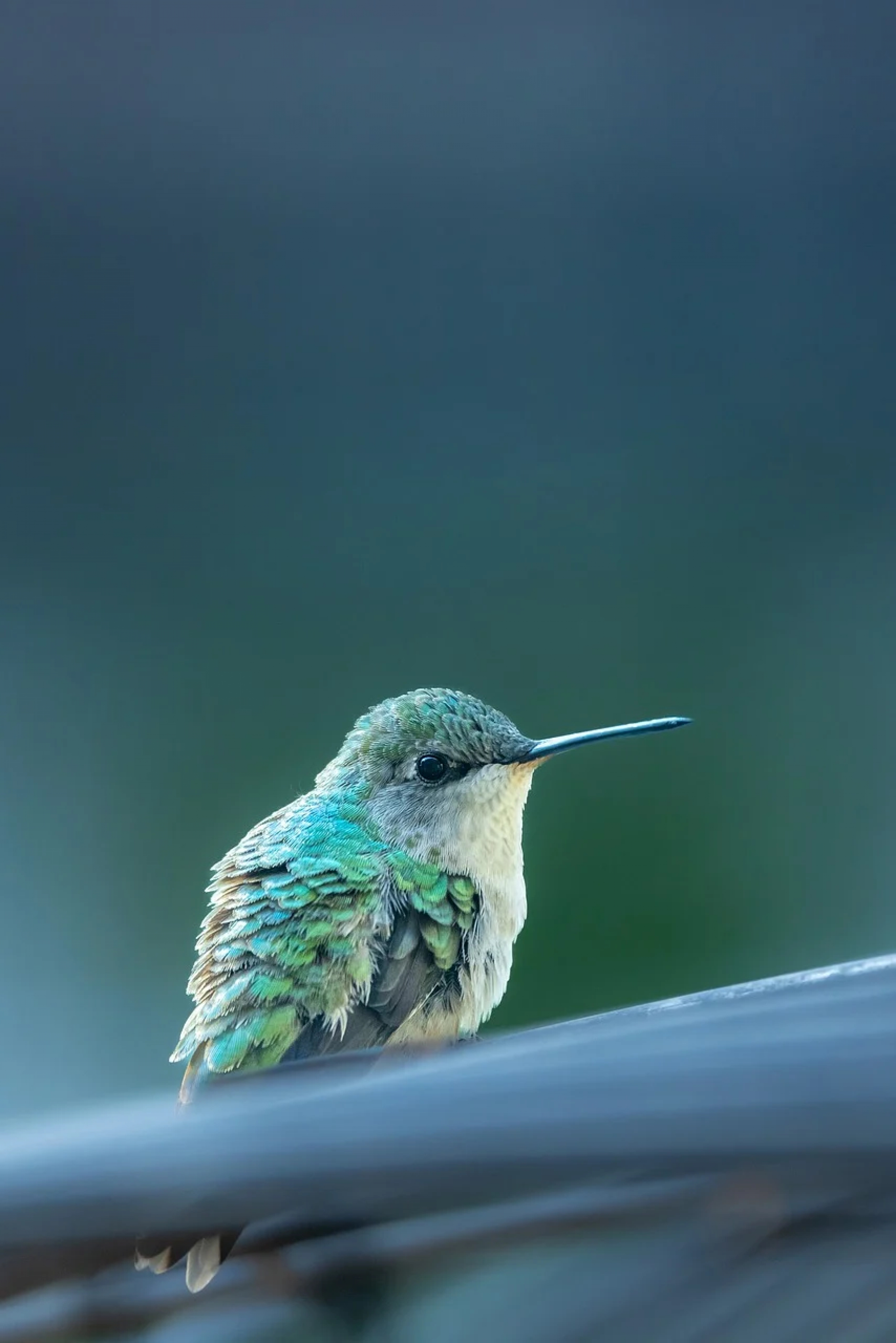 Hummingbird wallpaper for Apple iPhone, Apple Watch, Mac, iPad and Apple Watch