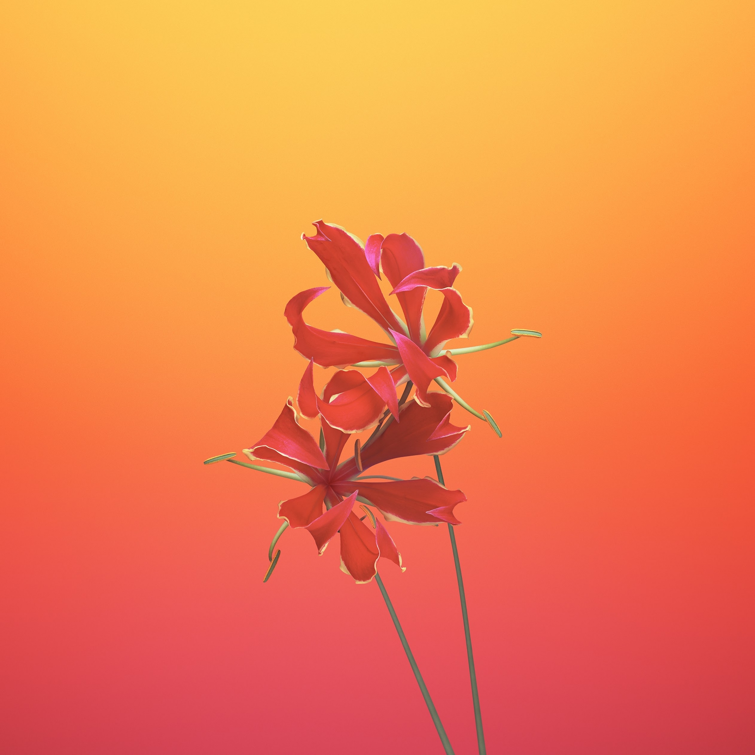 iOS 11 iPad Default Flower Gloriosa Droidviews wallpaper for Apple iPhone, Apple Watch, Mac, iPad and Apple Watch