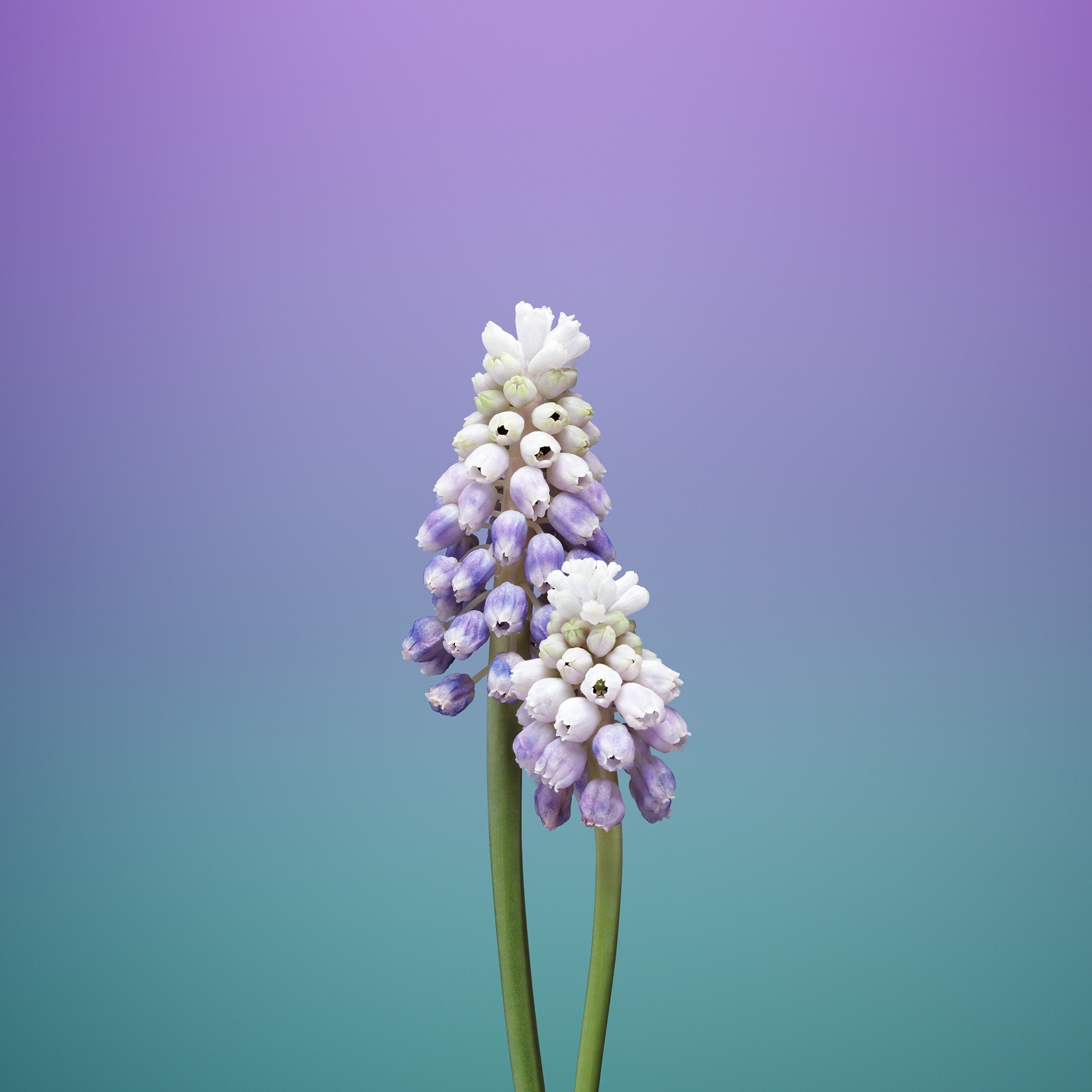 iOS 11 iPad Flower Muscari wallpaper for Apple iPhone, Apple Watch, Mac, iPad and Apple Watch