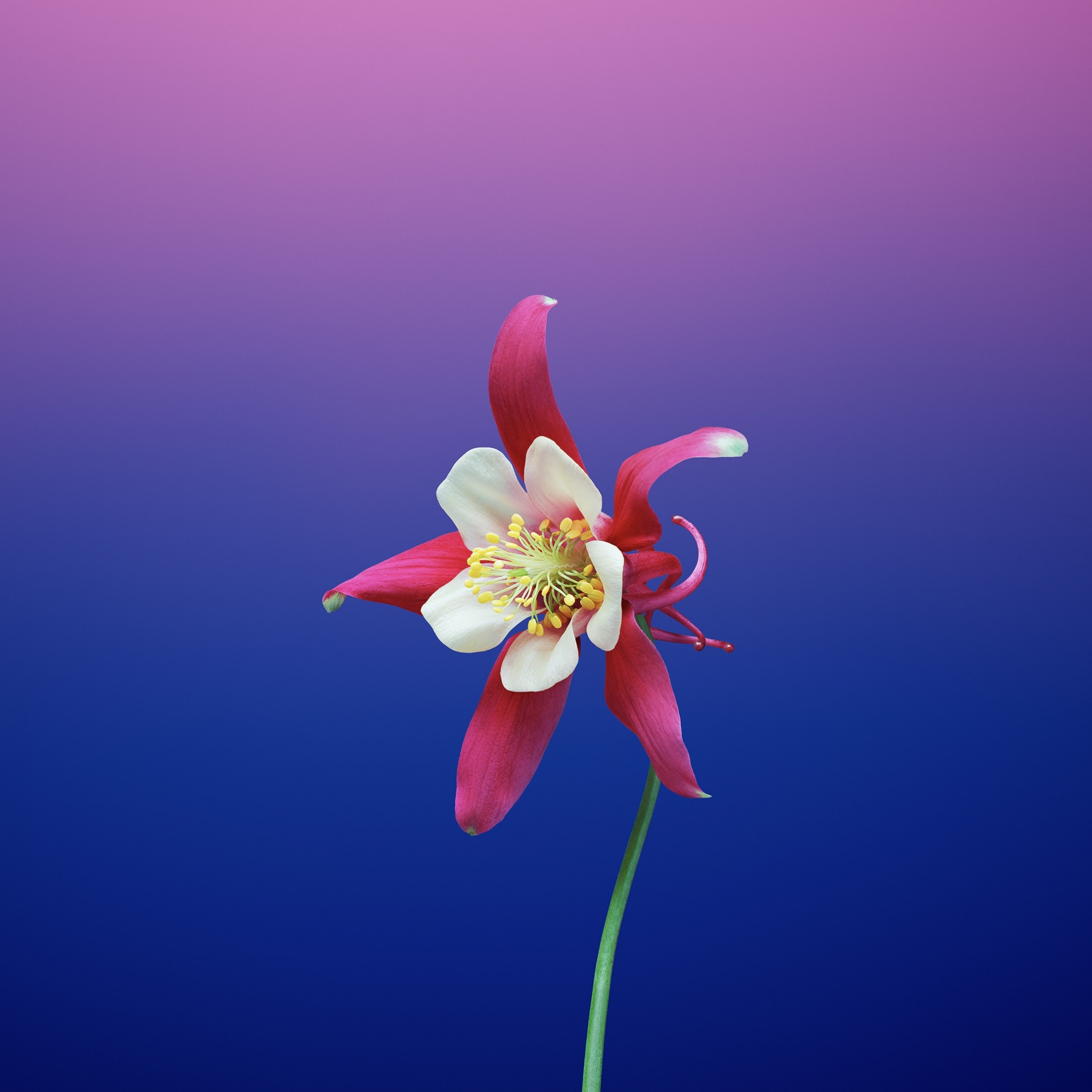 iOS 11 iPad Stock Flower Aquilegia