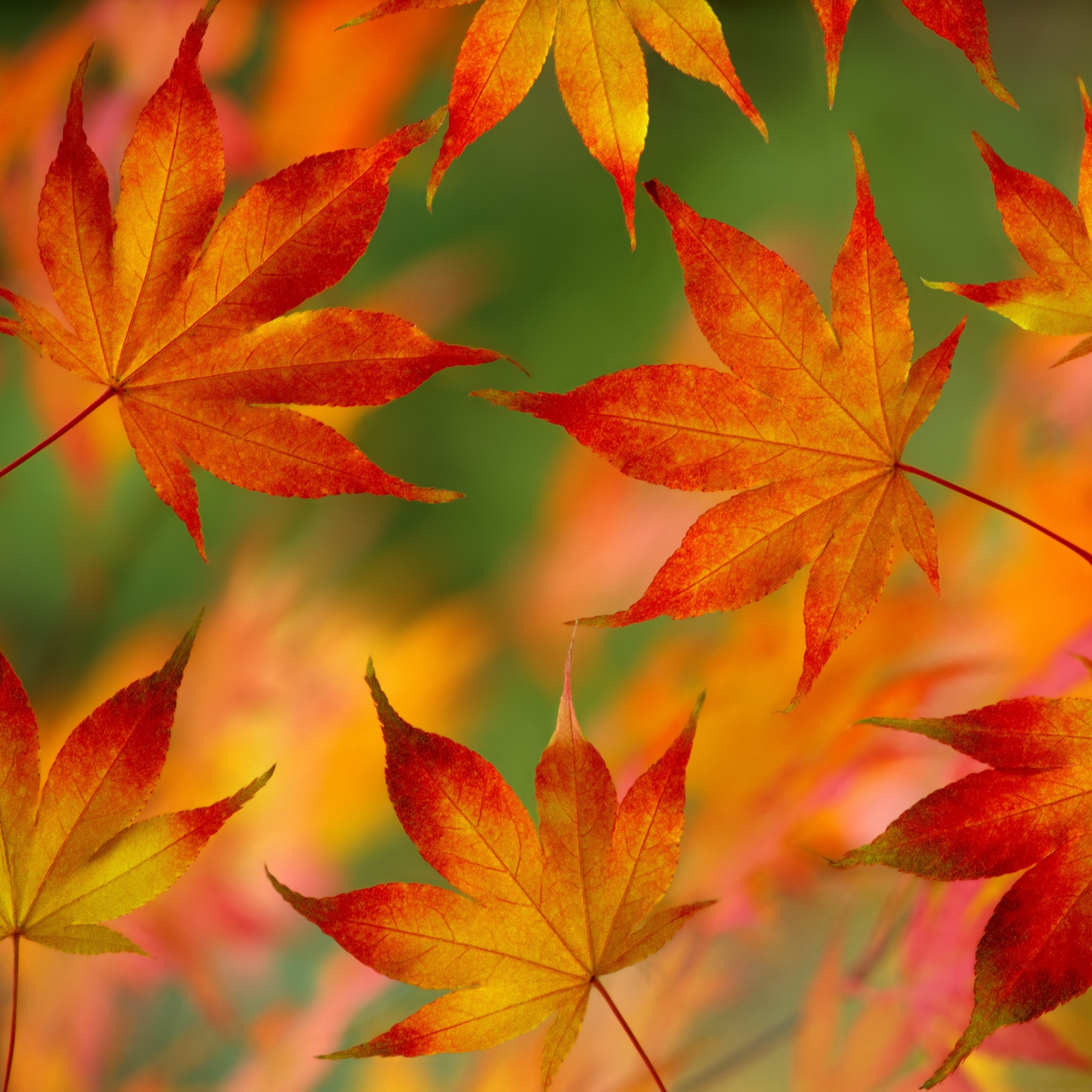 iPad Stock Default Autumn Fall Leaves wallpaper for Apple iPhone, Apple Watch, Mac, iPad and Apple Watch