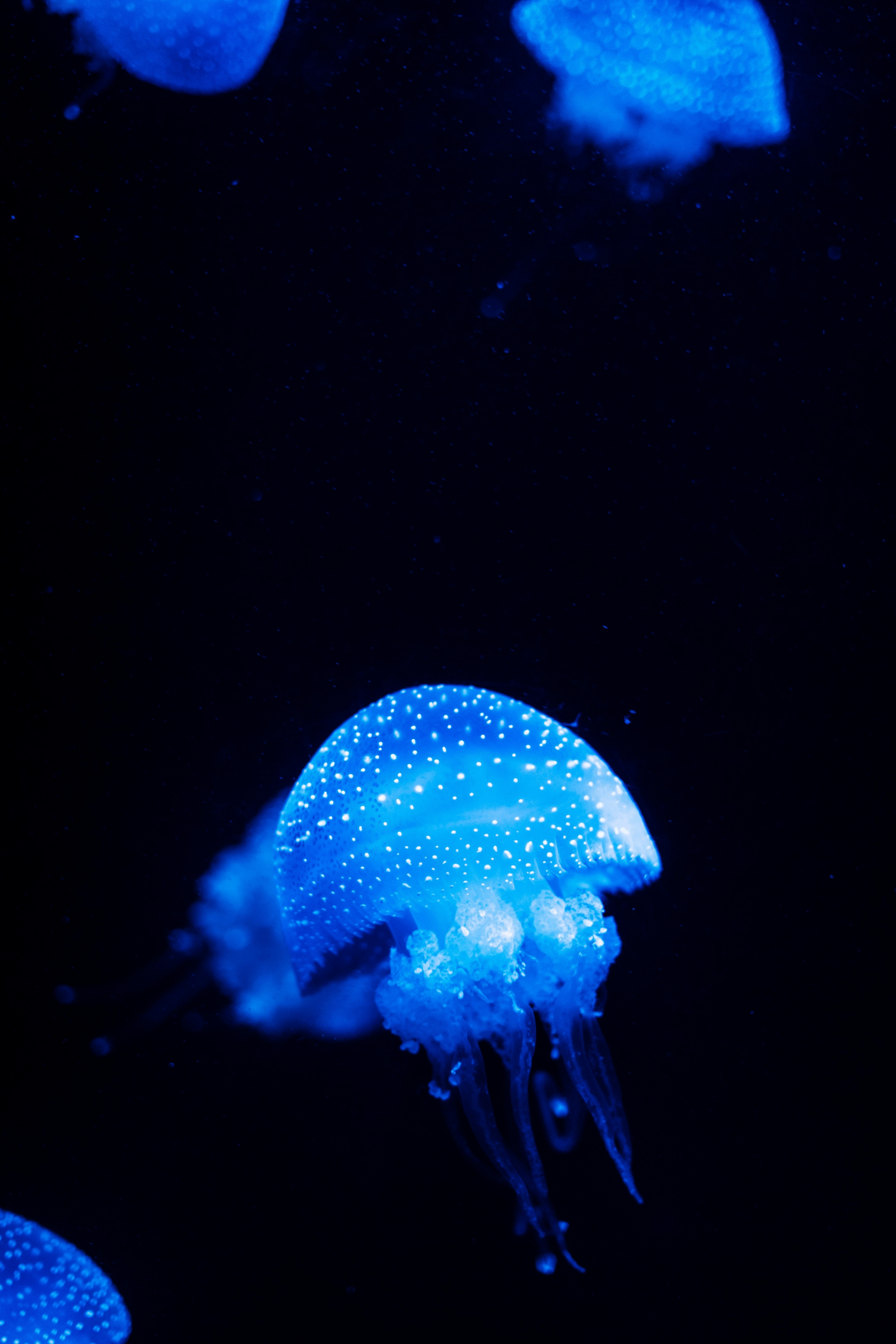 Jellyfish Deepsea Creatures Blue