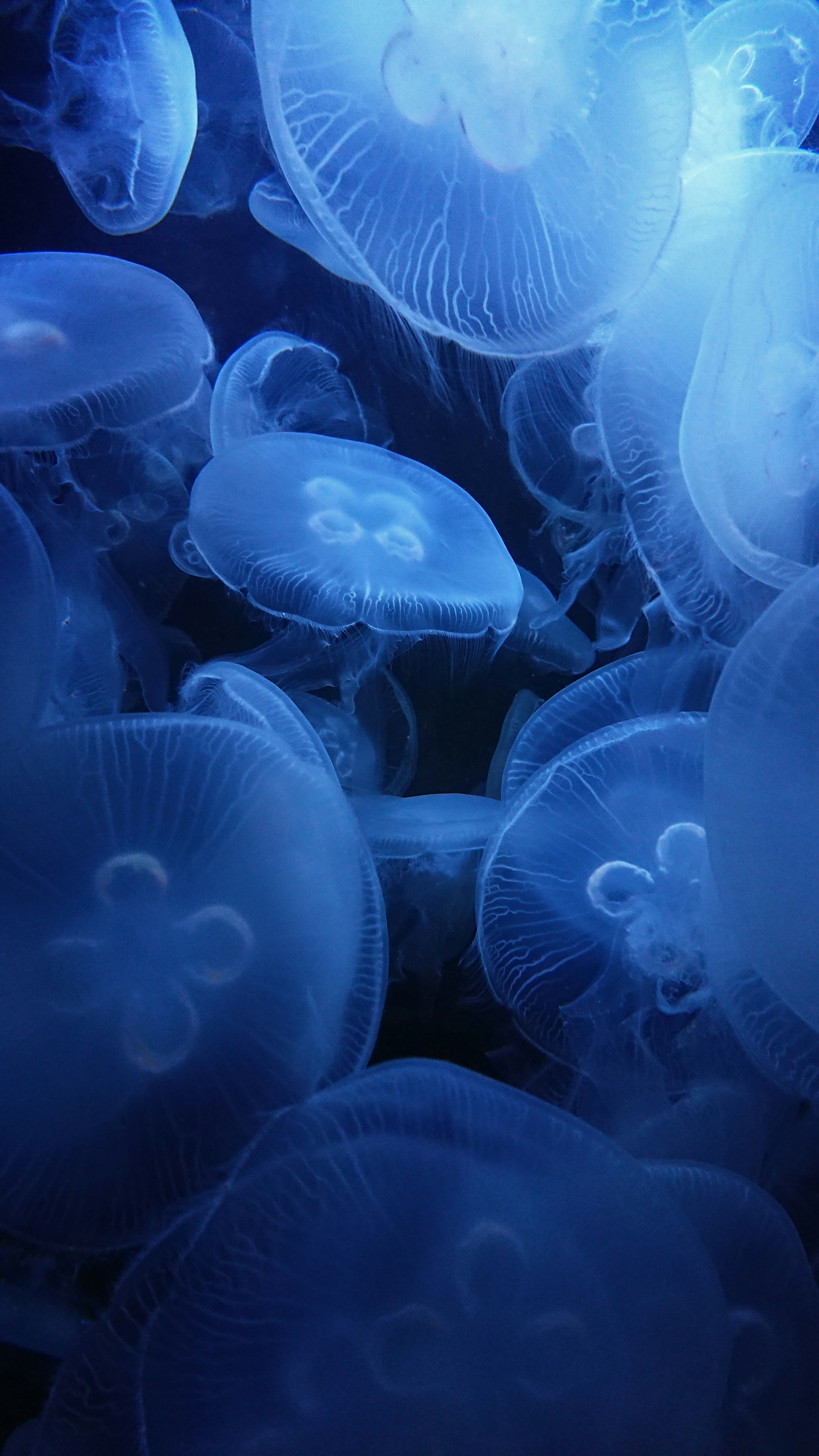 Jellyfish Underwater Creatures Deepsea Blue