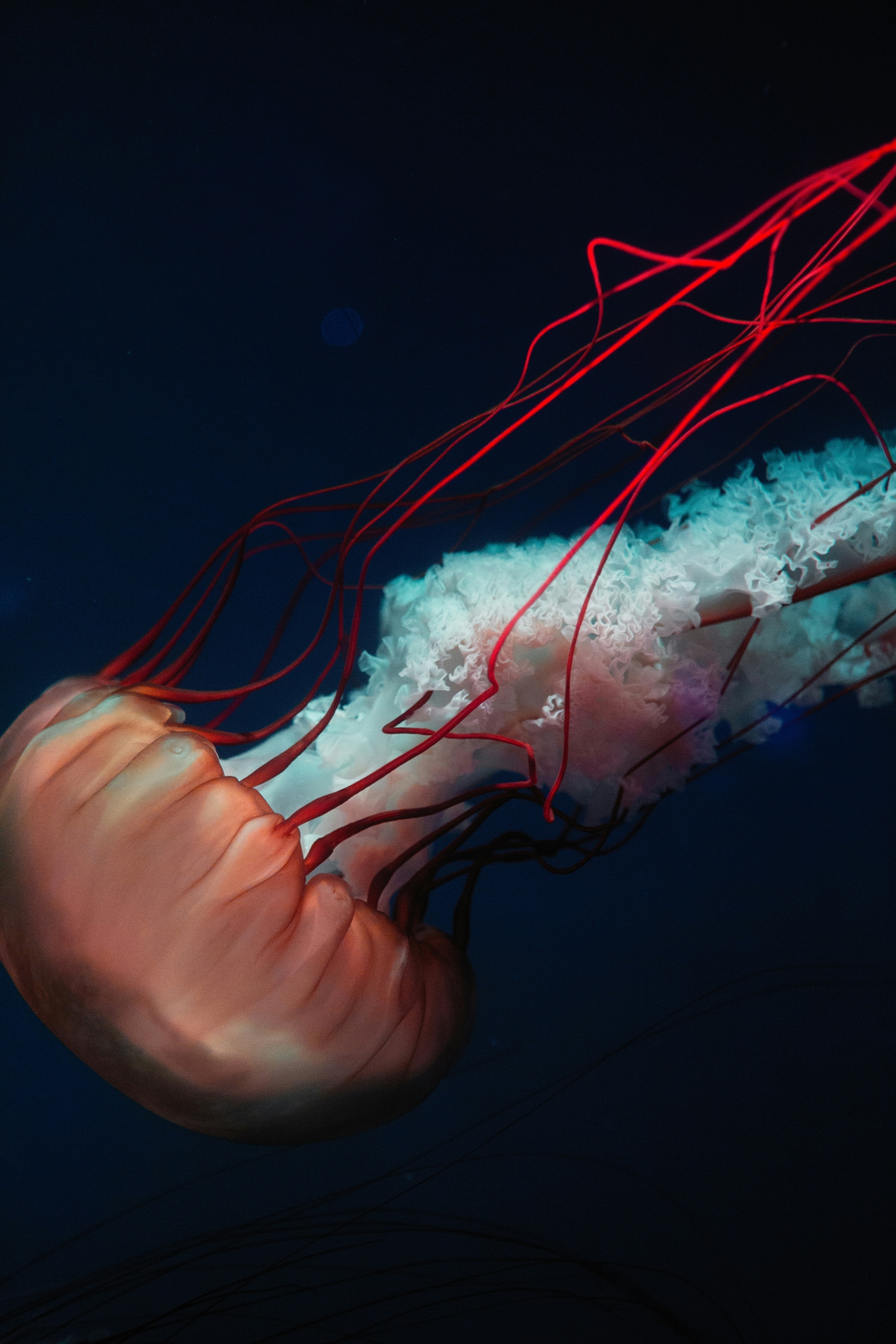 Jellyfish Underwater Photography Deepsea