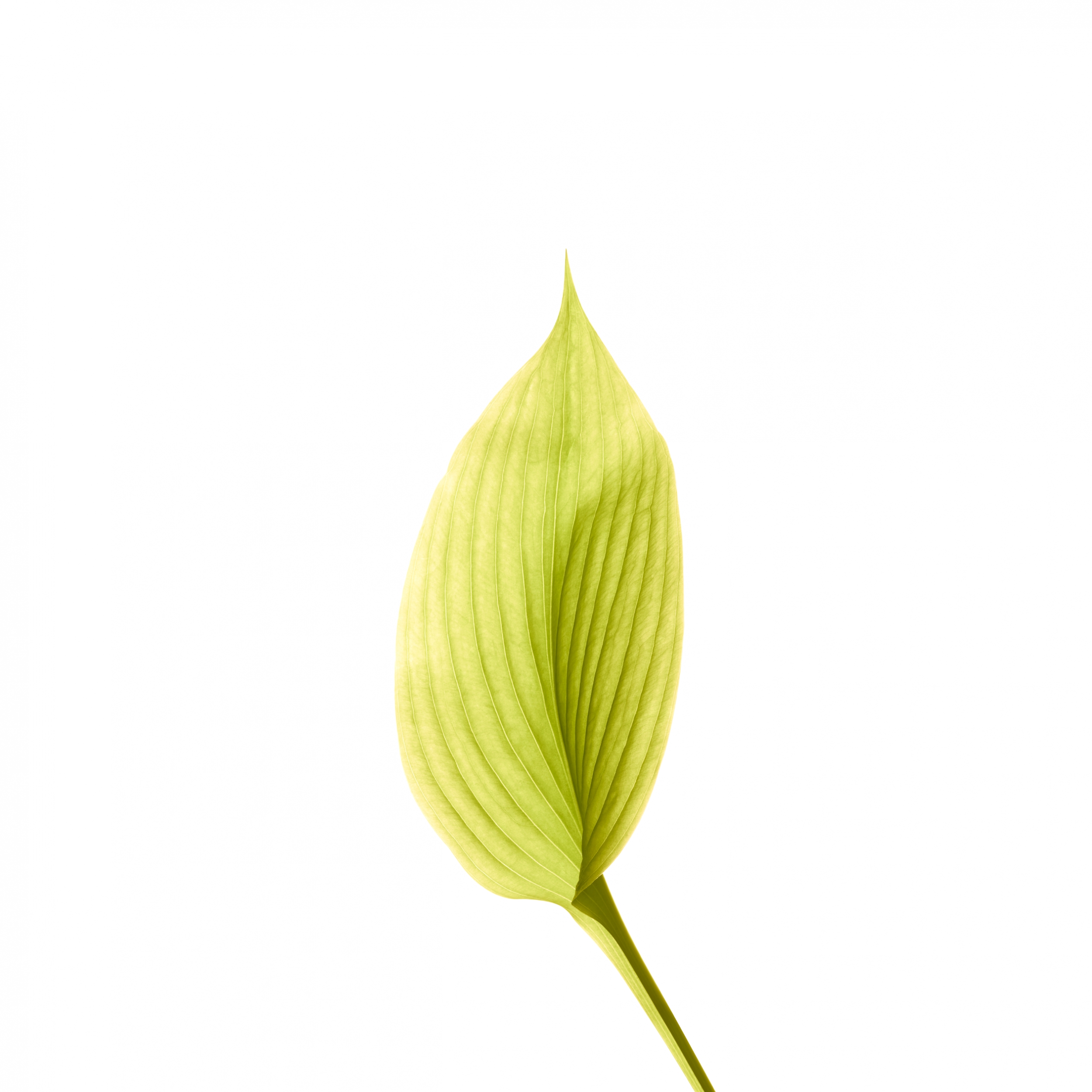 Leaf Apple Default Wallpaper Stock wallpaper for Apple iPhone, Apple Watch, Mac, iPad and Apple Watch