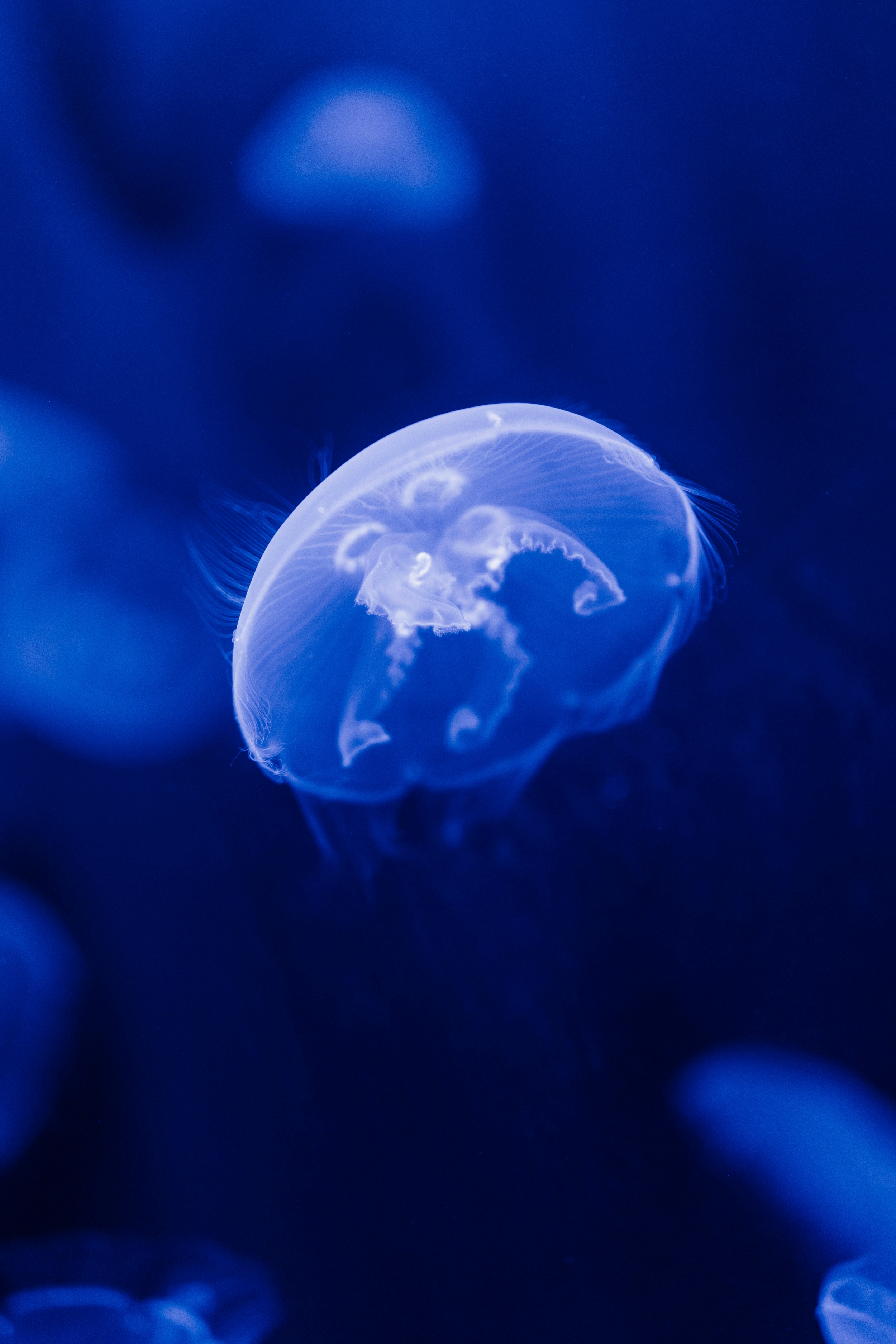 Nature Jellyfish Blue Glowing Deepsea