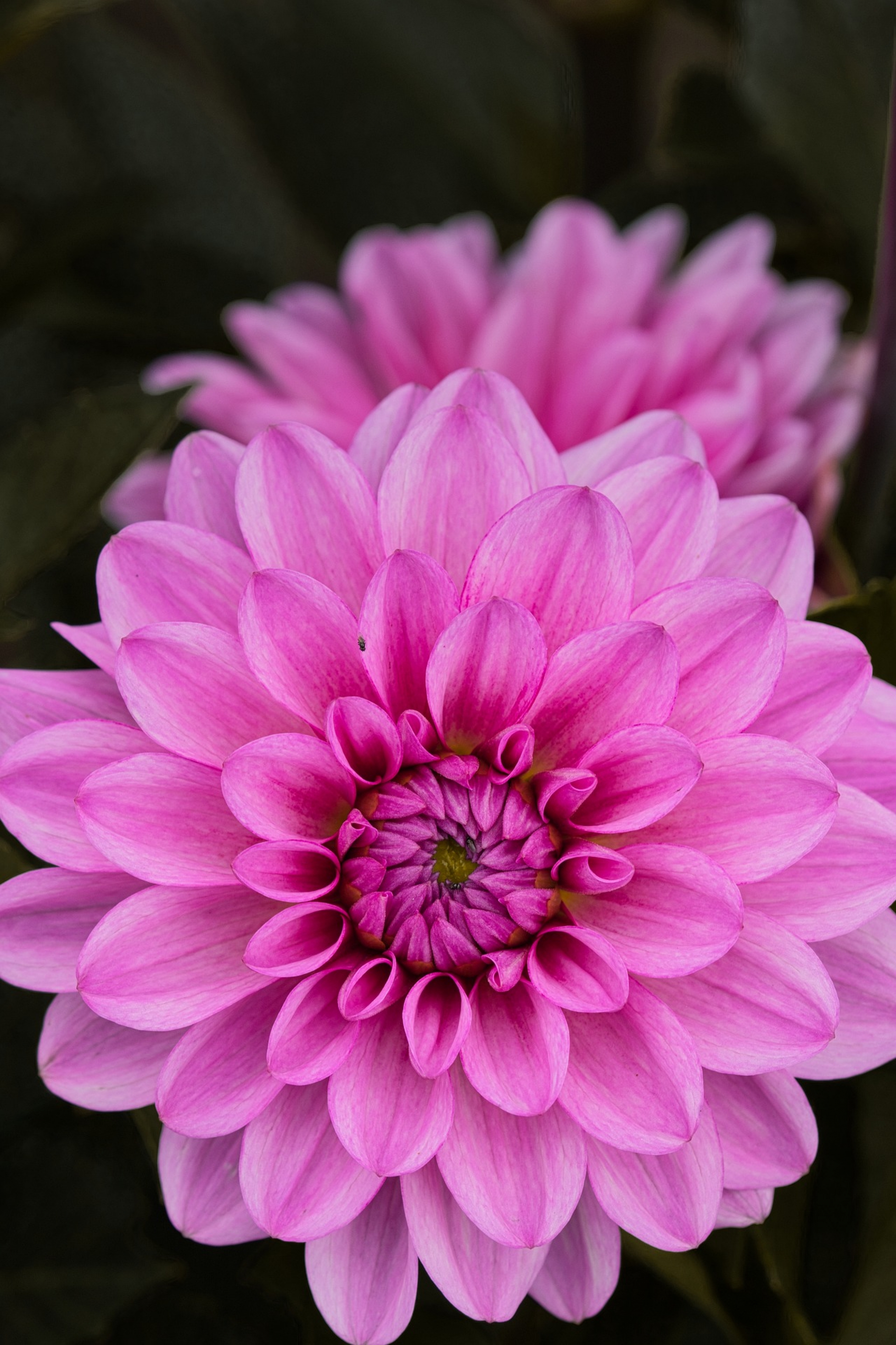 Pink Flower Close Up Nature Plants Herbal