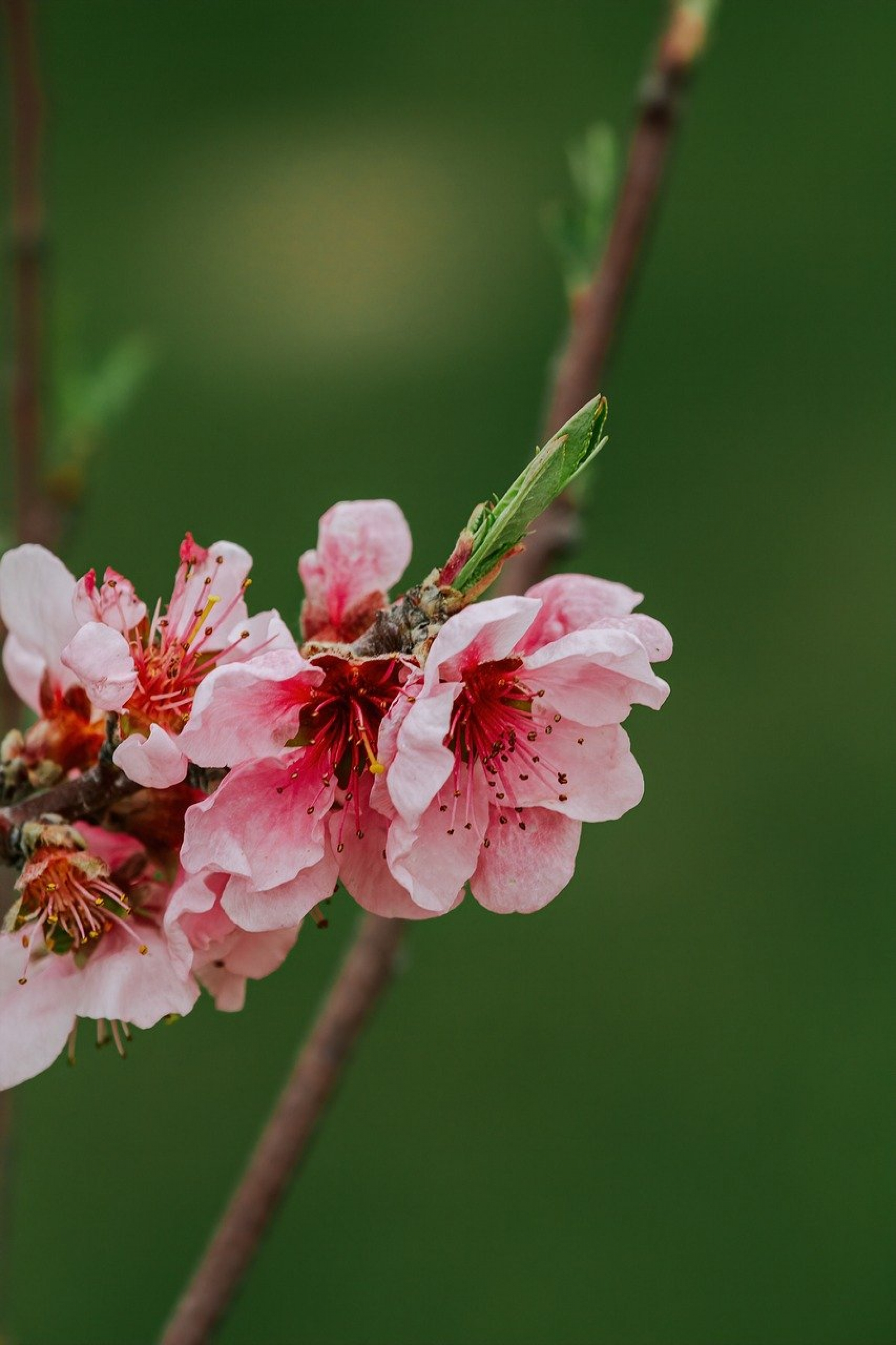 Pink Flowers Close Up