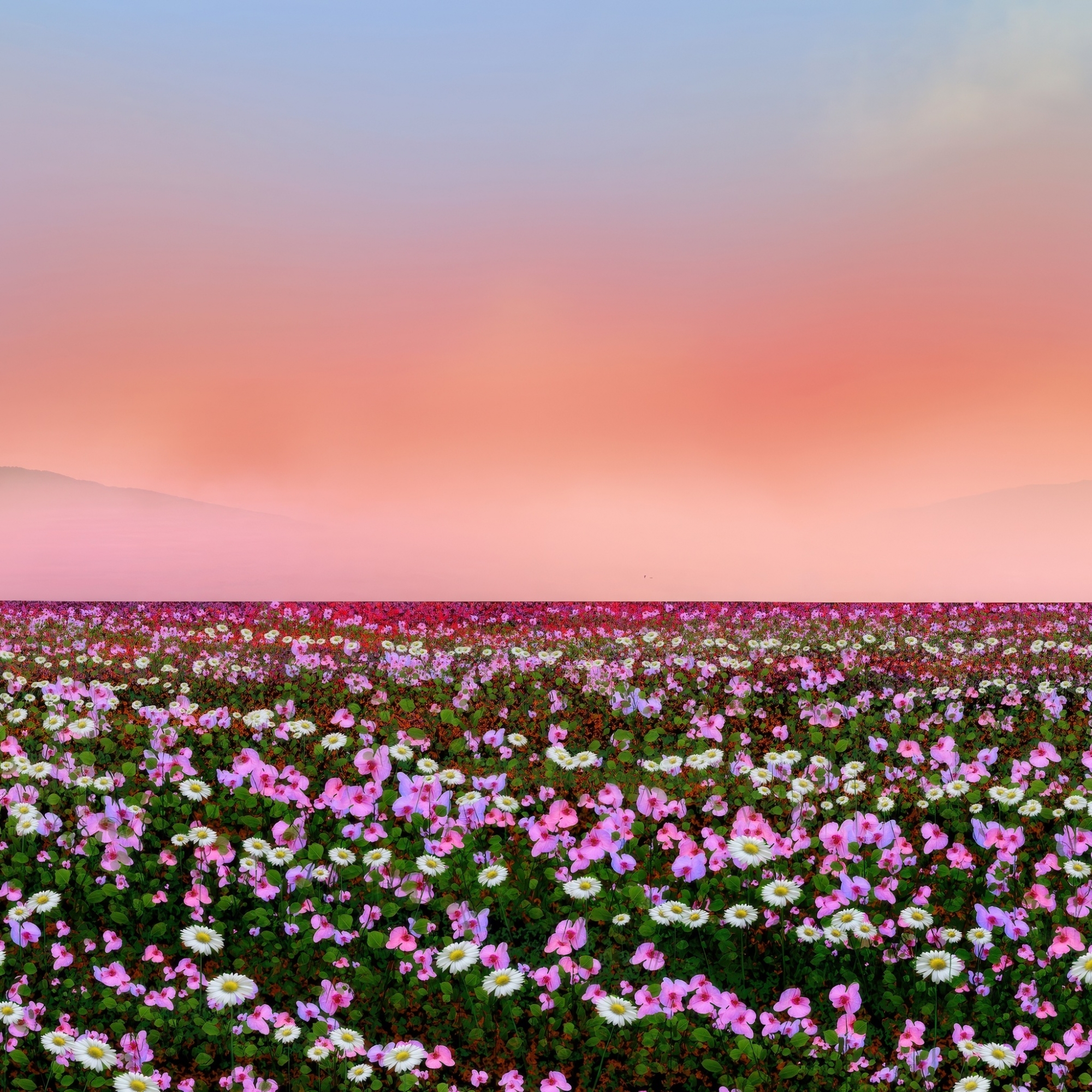 Pink Flowers In A Field At Sunset