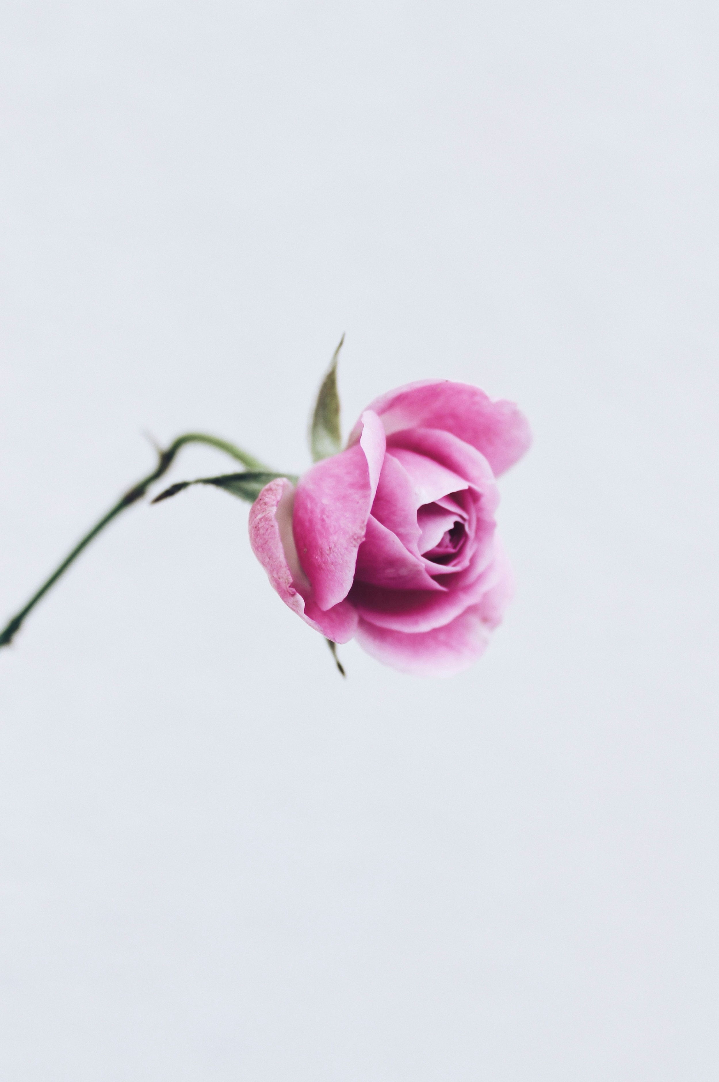 Pink Rose Minimalist wallpaper for Apple iPhone, Apple Watch, Mac, iPad and Apple Watch