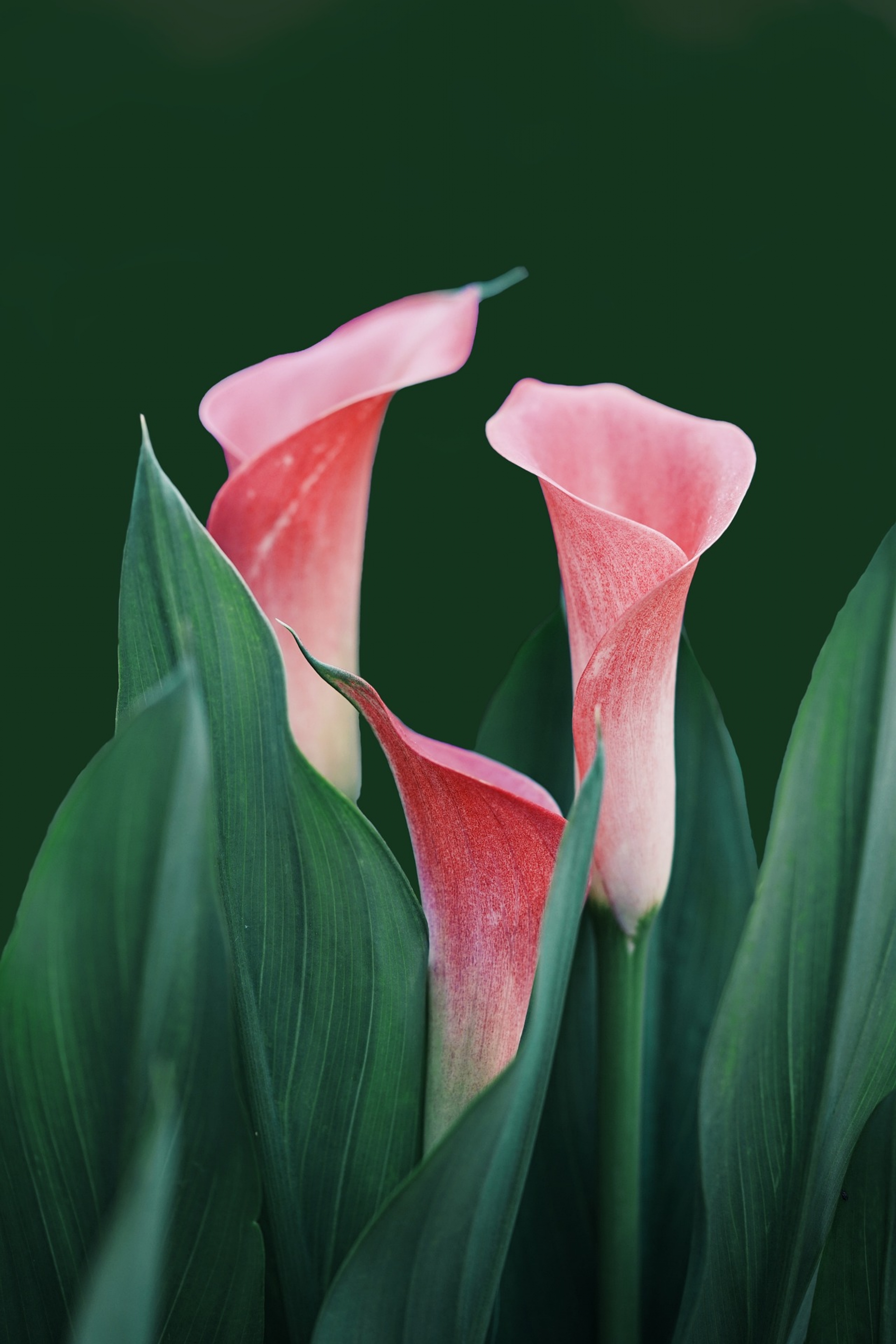 Pink Tulip Bulps wallpaper for Apple iPhone, Apple Watch, Mac, iPad and Apple Watch