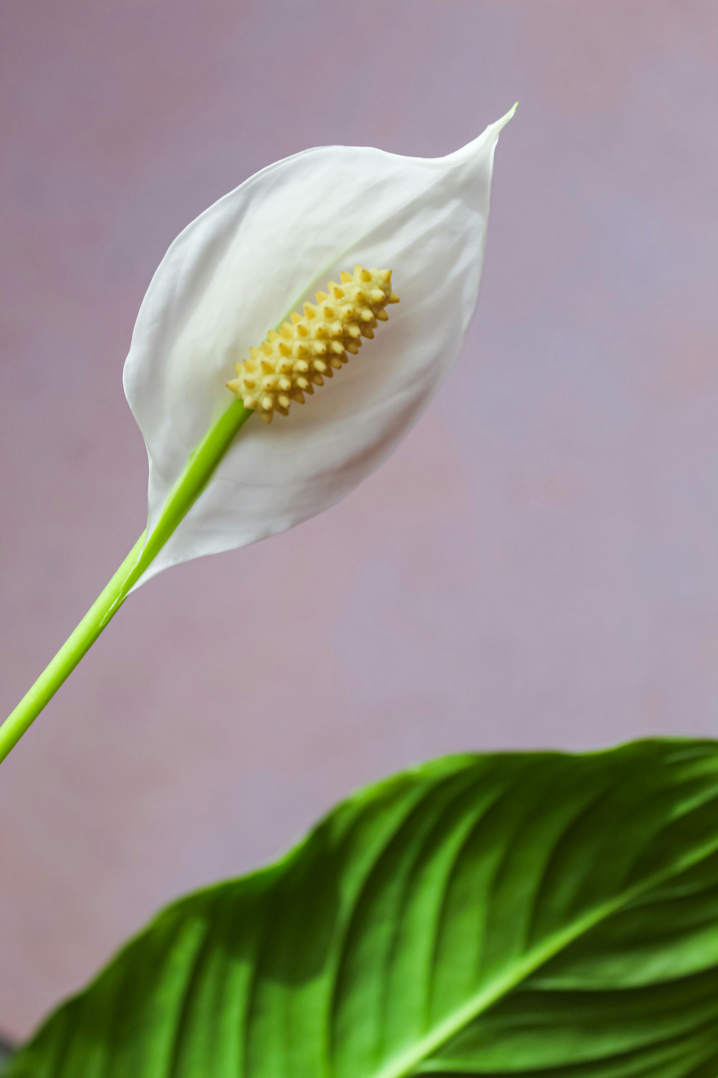 Plant Closeup wallpaper for Apple iPhone, Apple Watch, Mac, iPad and Apple Watch