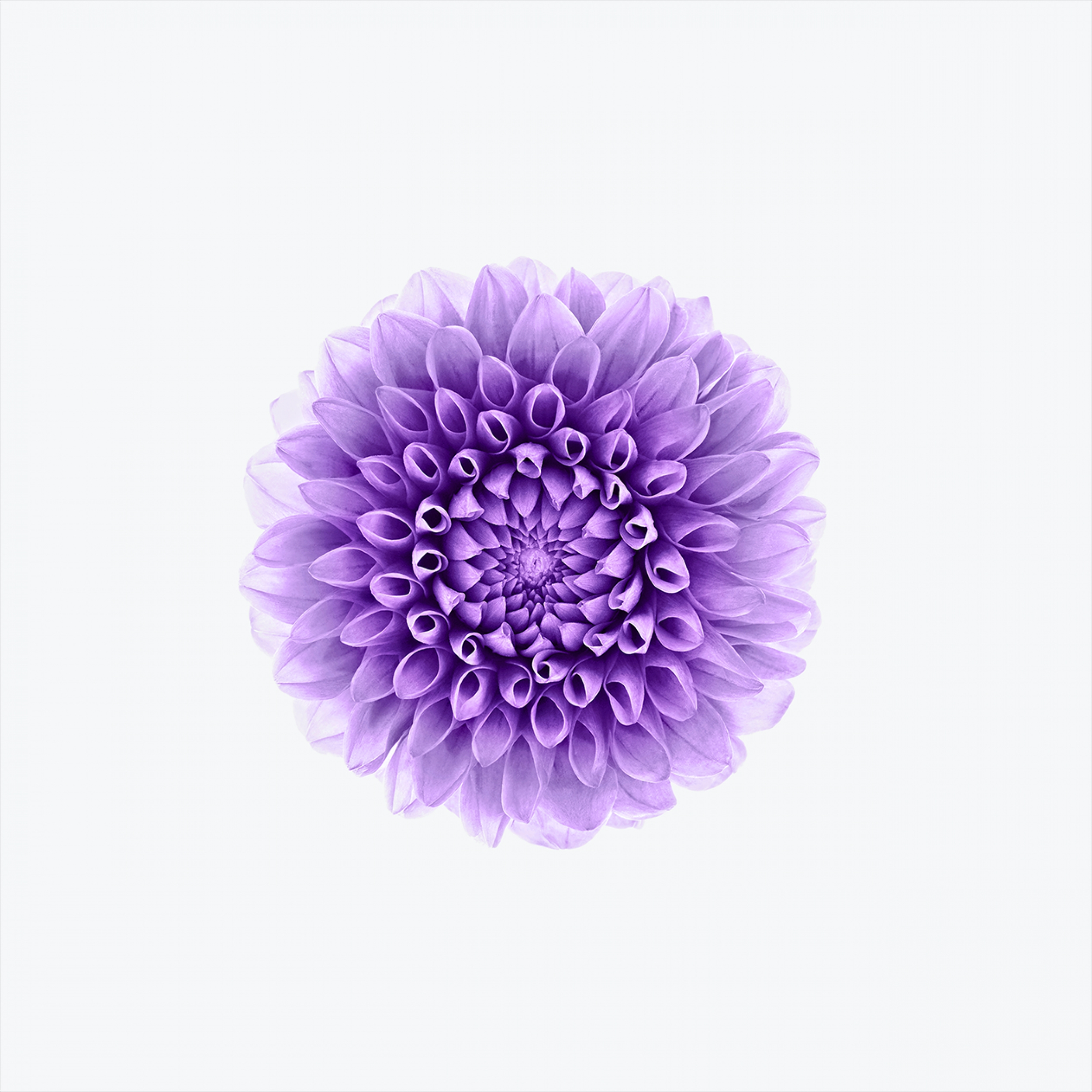 Purple Blooming Flower Apple Default wallpaper for Apple iPhone, Apple Watch, Mac, iPad and Apple Watch