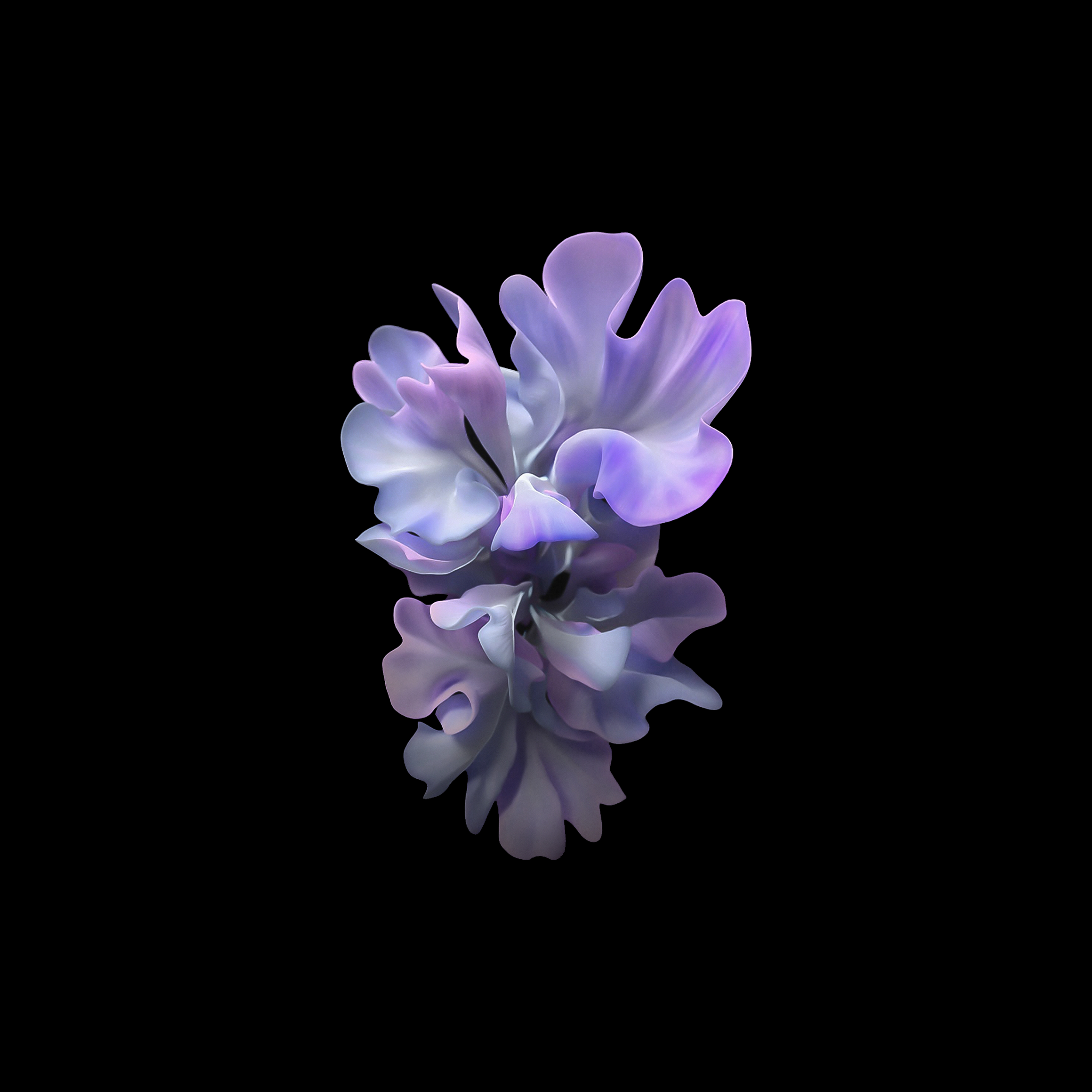 Samsung Galaxy Z Flip Stock Purple Flower wallpaper for Apple iPhone, Apple Watch, Mac, iPad and Apple Watch