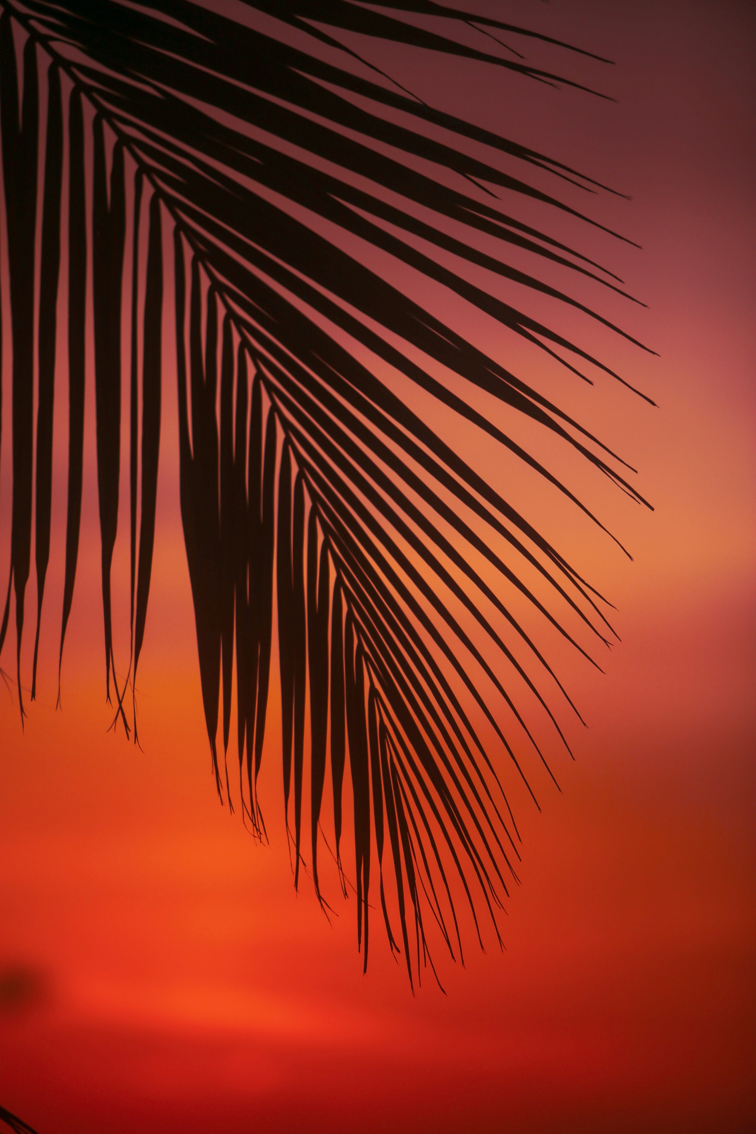 Sunset Palm Tree wallpaper for Apple iPhone, Apple Watch, Mac, iPad and Apple Watch