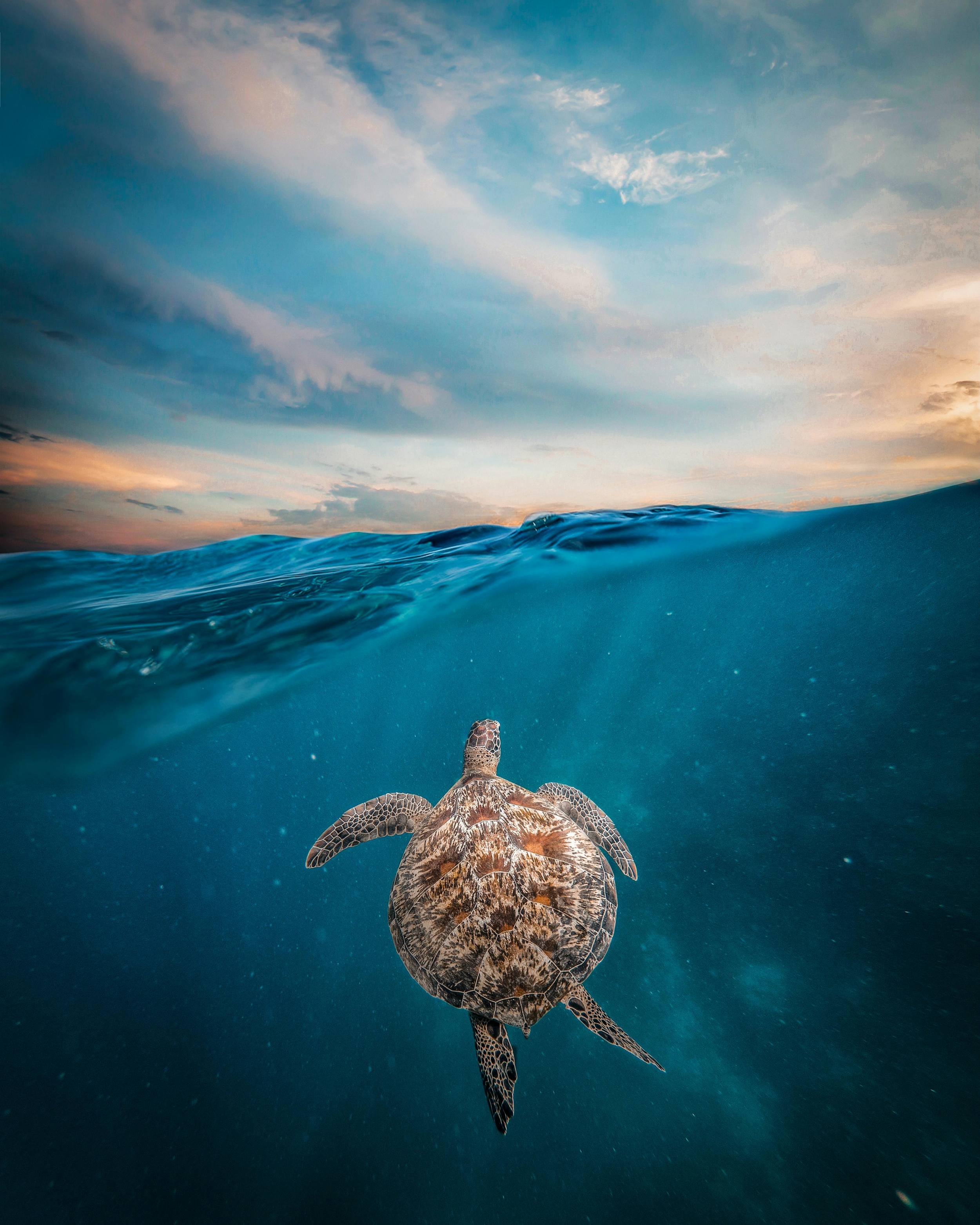 Turtle Swimming Underwater 4K wallpaper for Apple iPhone, Apple Watch, Mac, iPad and Apple Watch