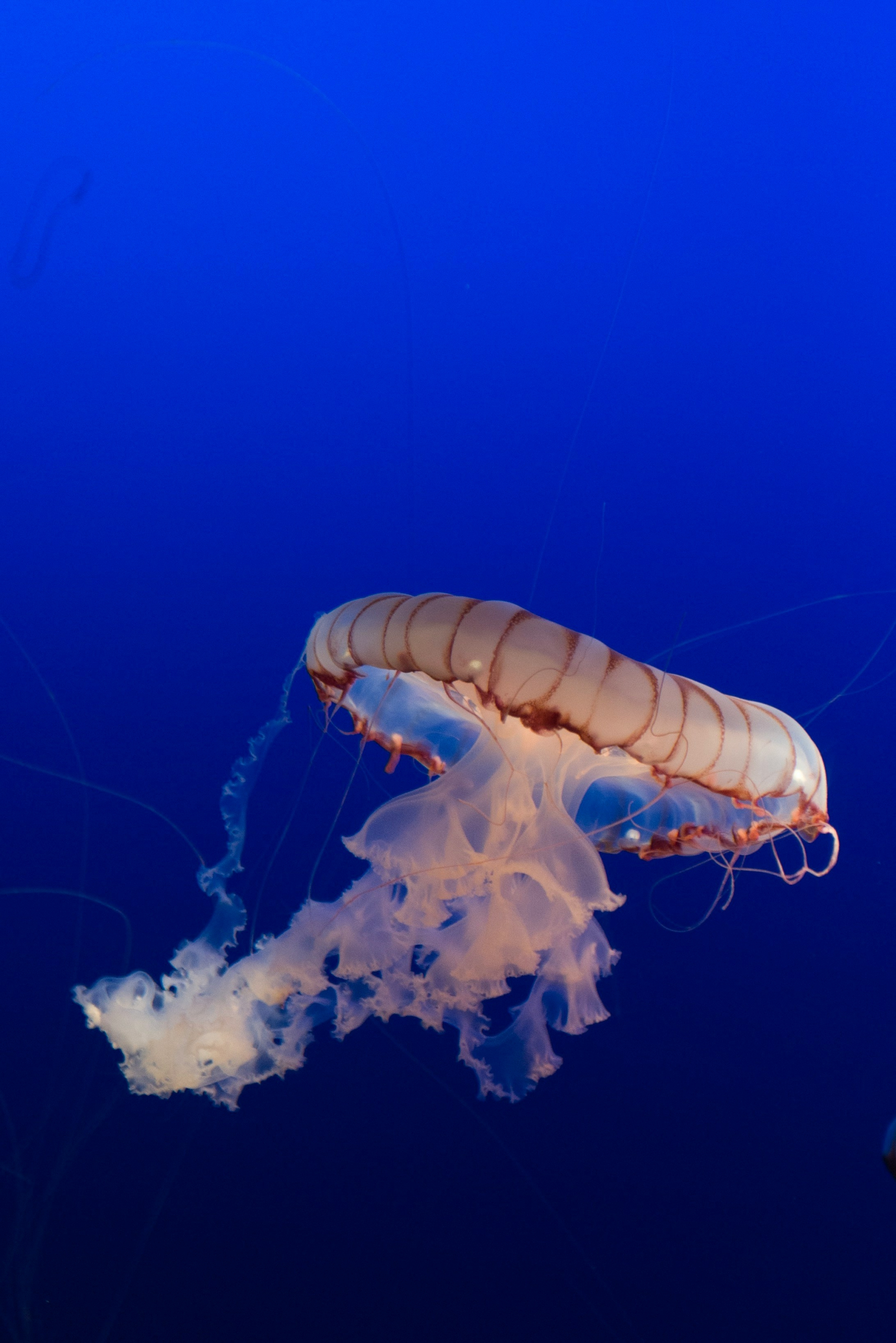 Underwater Deepsea Creatures Jellyfish