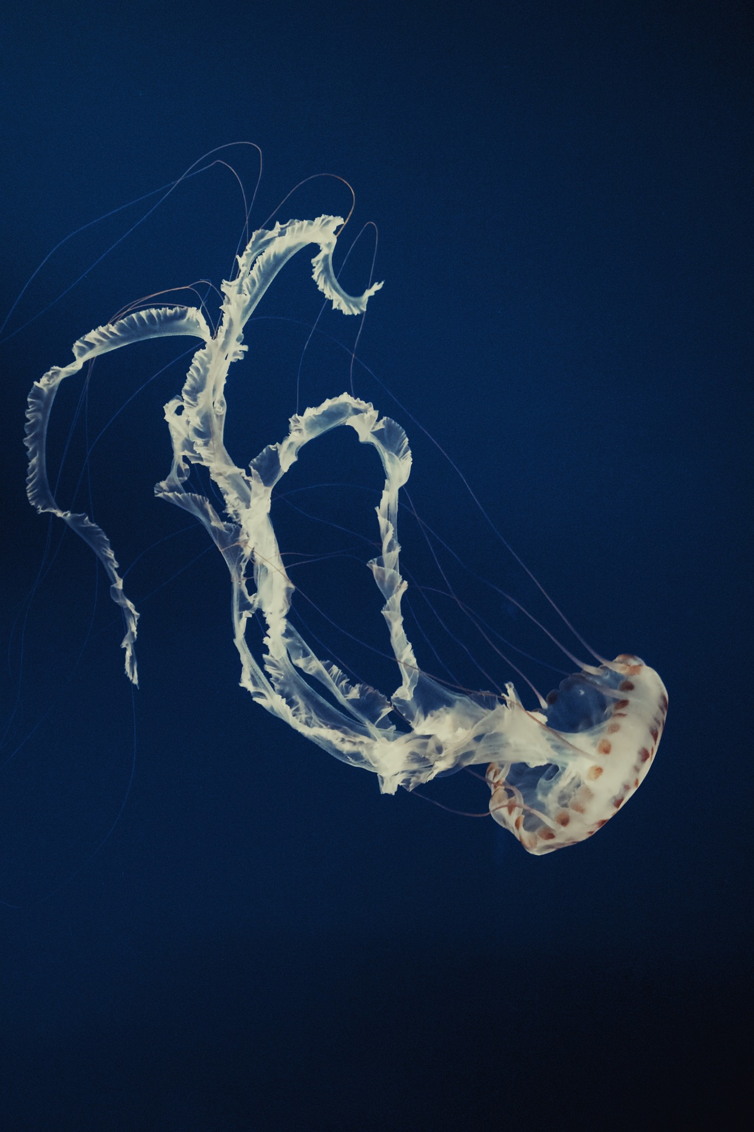 Underwater Photography Deepsea Jellyfish