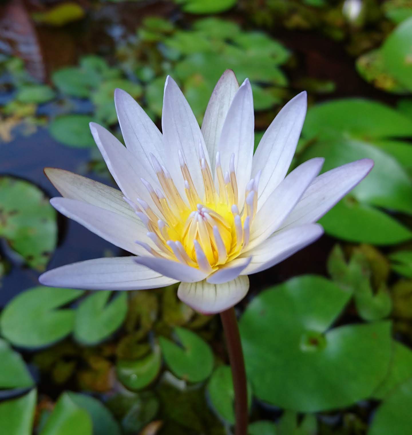 Windows Phone Nokia Stock White Blooming Flower Lily Pads