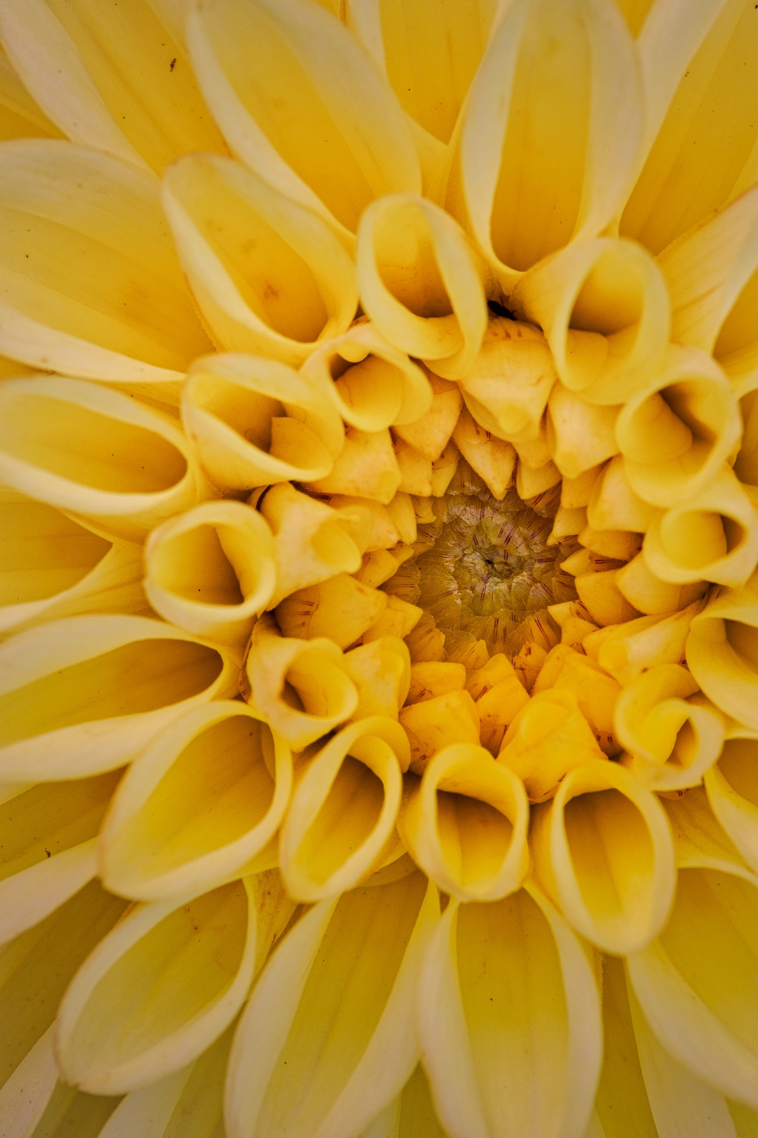 Yellow Flower Closeup