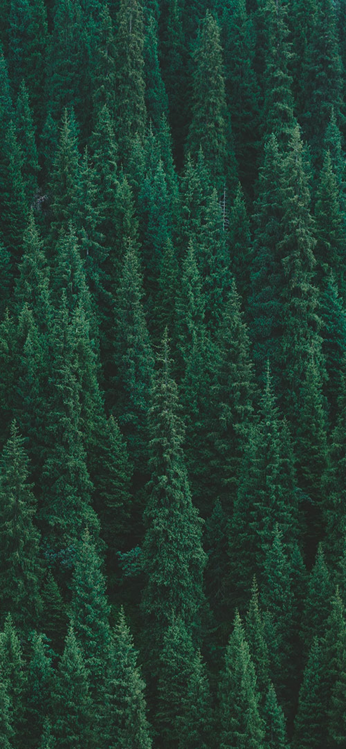 Pine Trees wallpaper for Apple iPhone, Apple Watch, Mac, iPad and Apple Watch