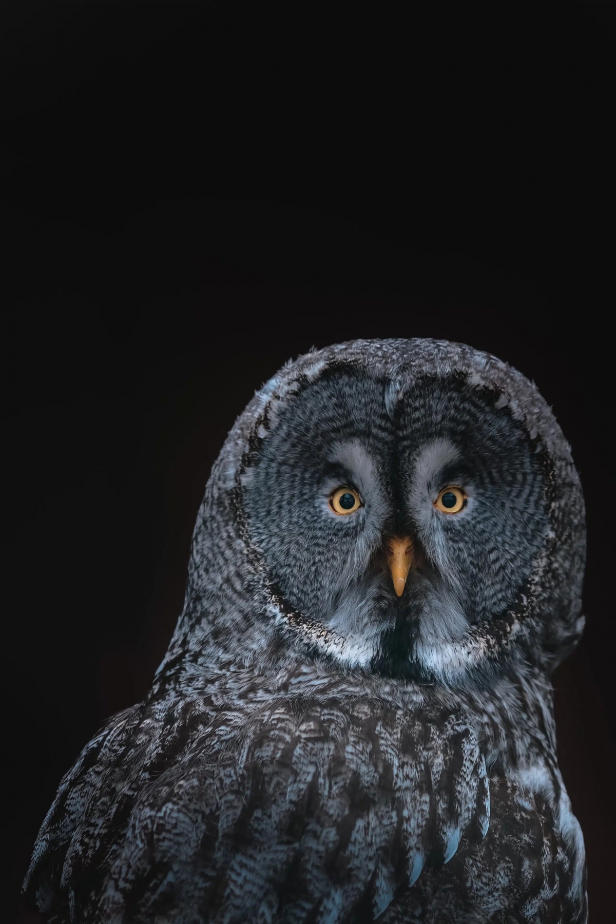 Dark Owl Face