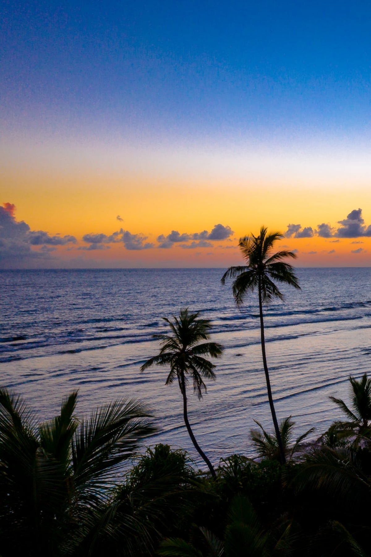 Tropical Sunrise With Palm Trees Summer