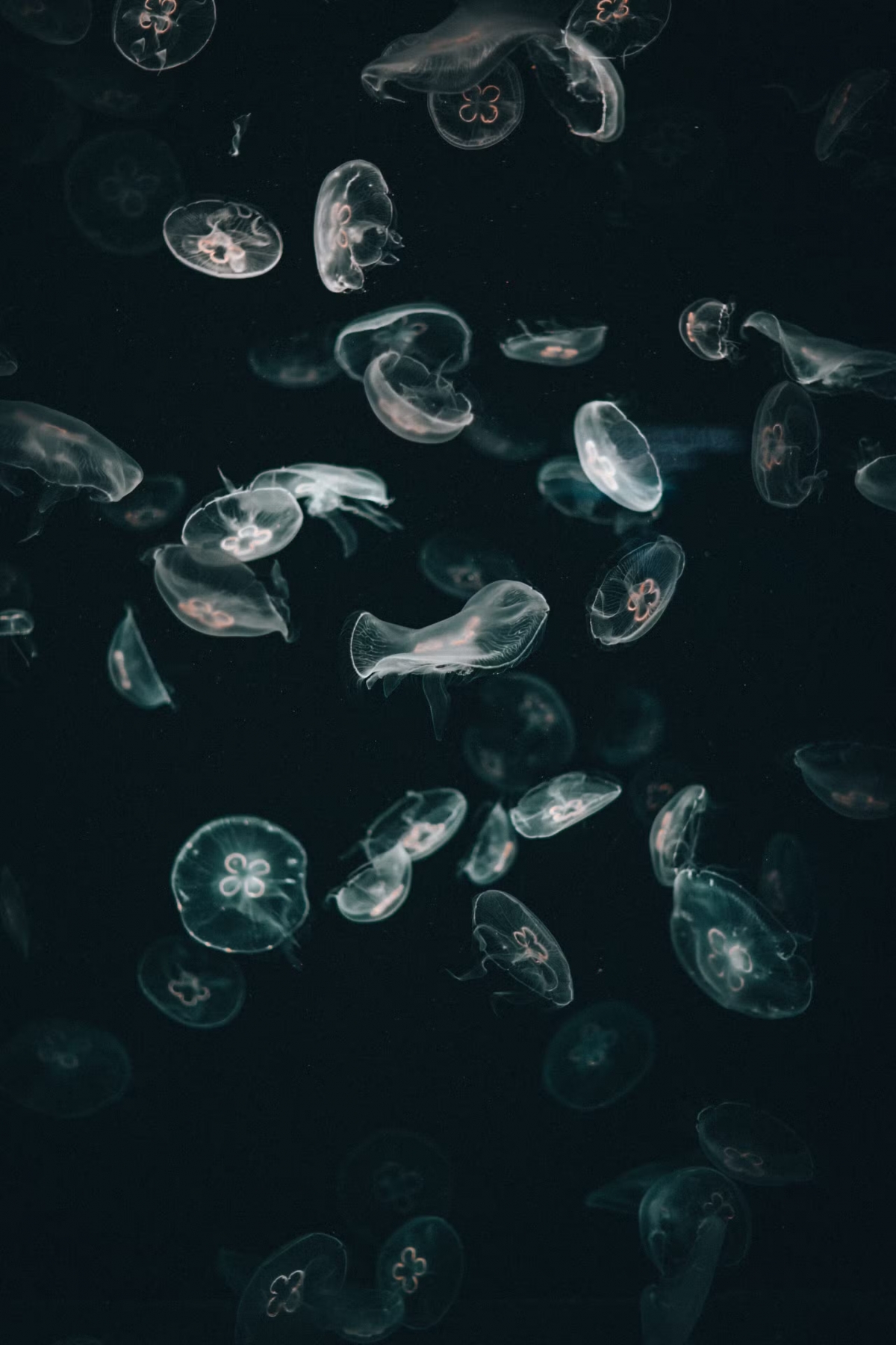 Jellyfish In The Ocean Dark wallpaper for Apple iPhone, Apple Watch, Mac, iPad and Apple Watch