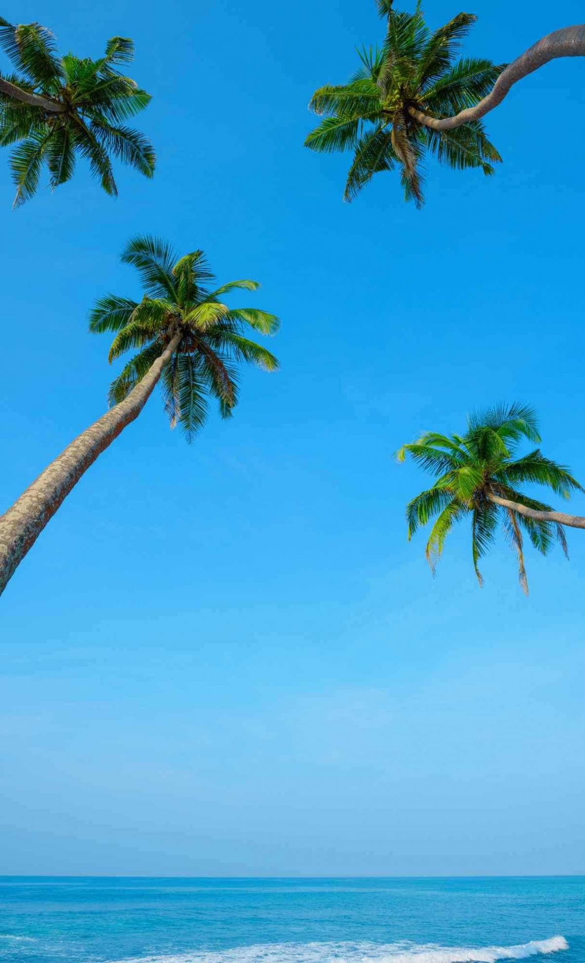 Palm Trees At The Beach wallpaper for Apple iPhone, Apple Watch, Mac, iPad and Apple Watch