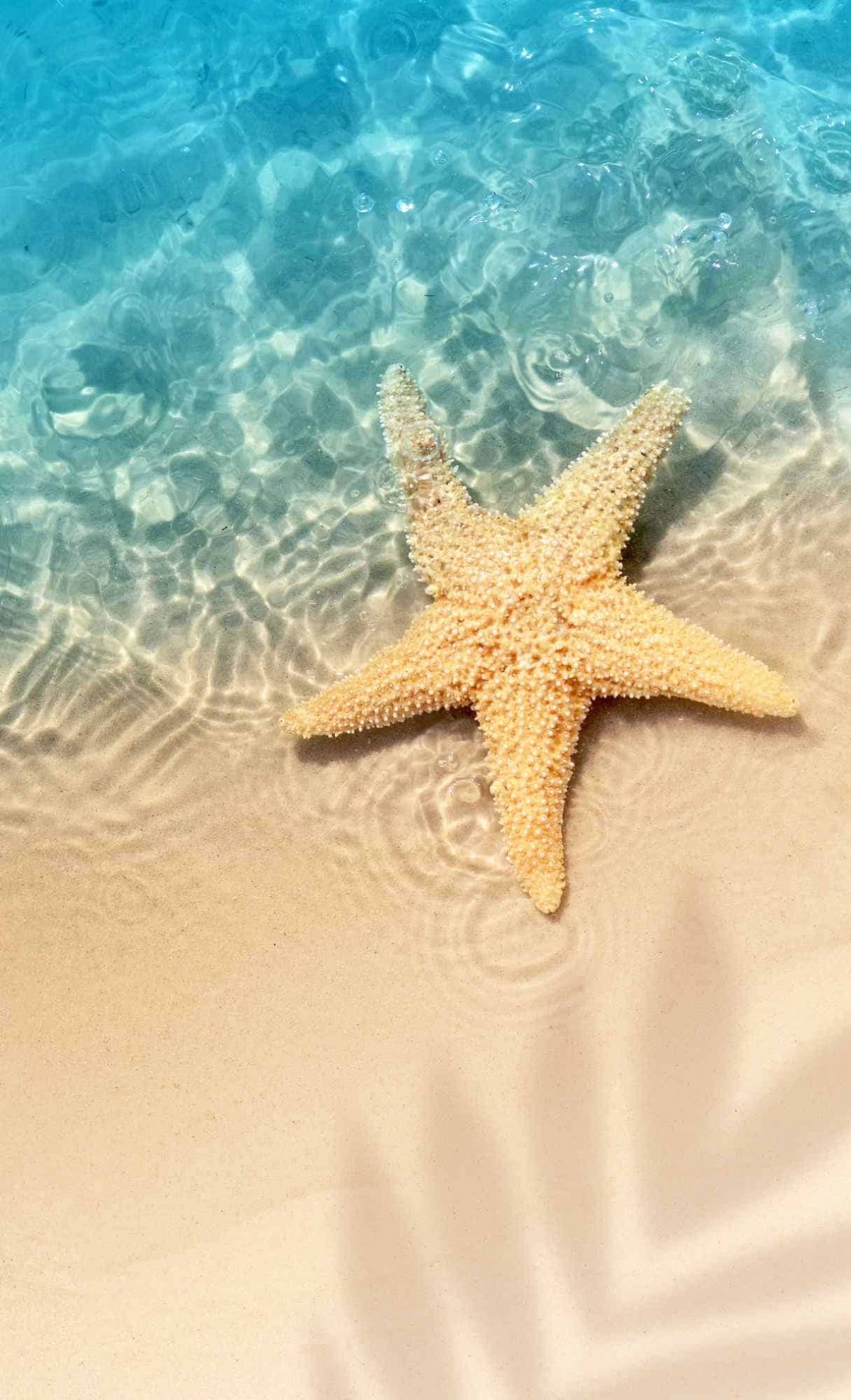 Starfish At The Beach wallpaper for Apple iPhone, Apple Watch, Mac, iPad and Apple Watch