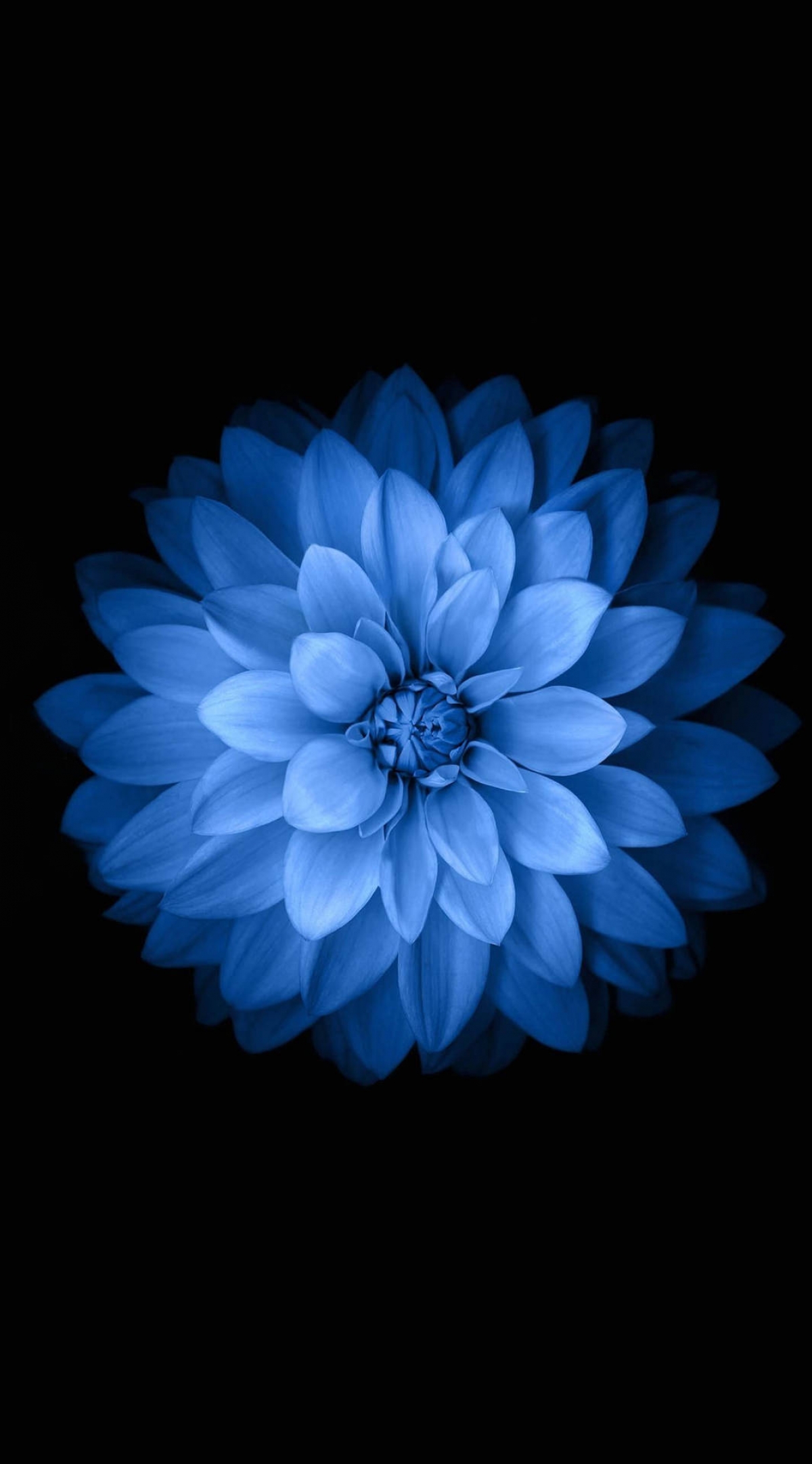 Blue Flower Original iPhone Apple Watch