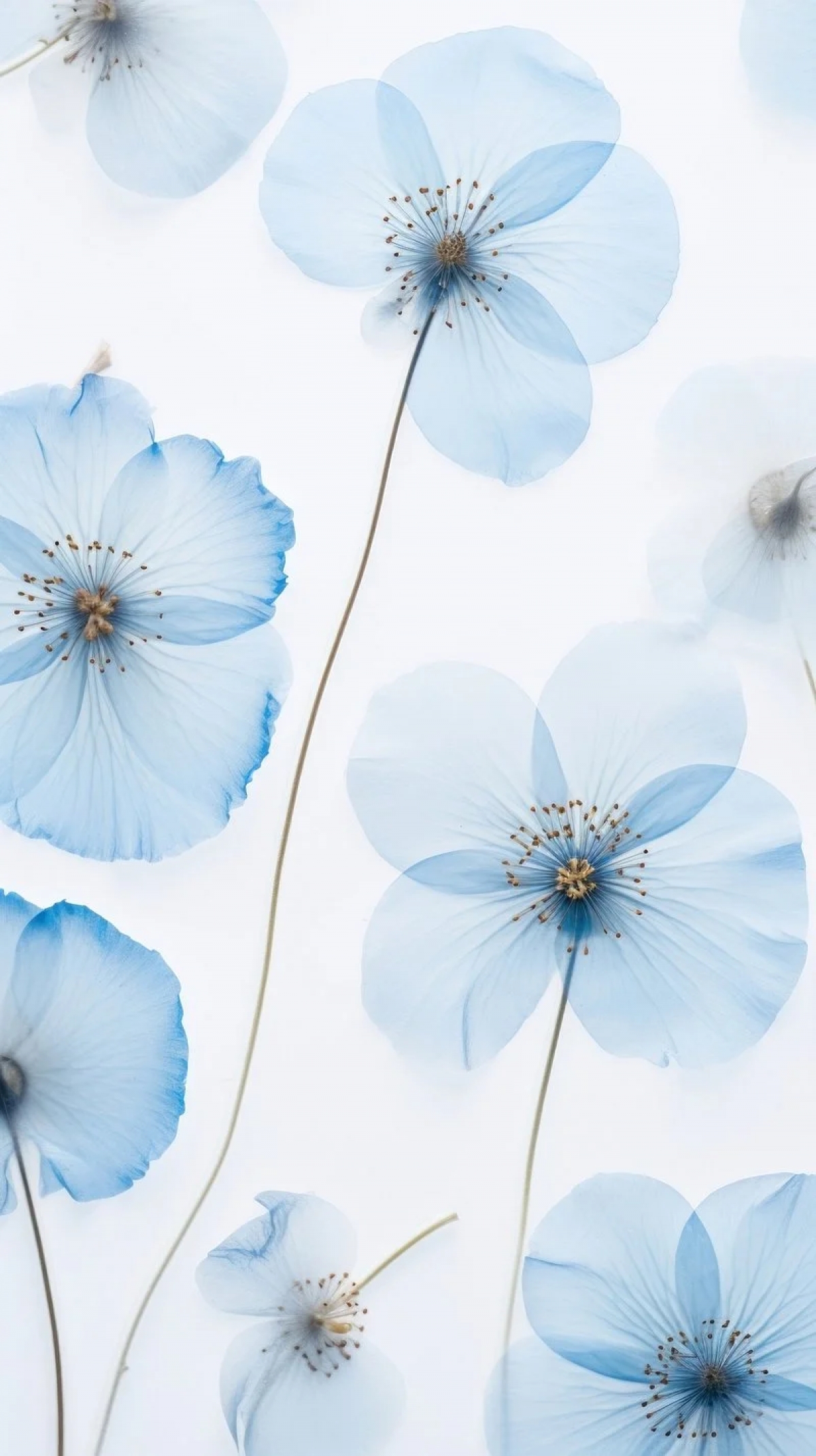 Baby Blue Pressed Flowers Minimal