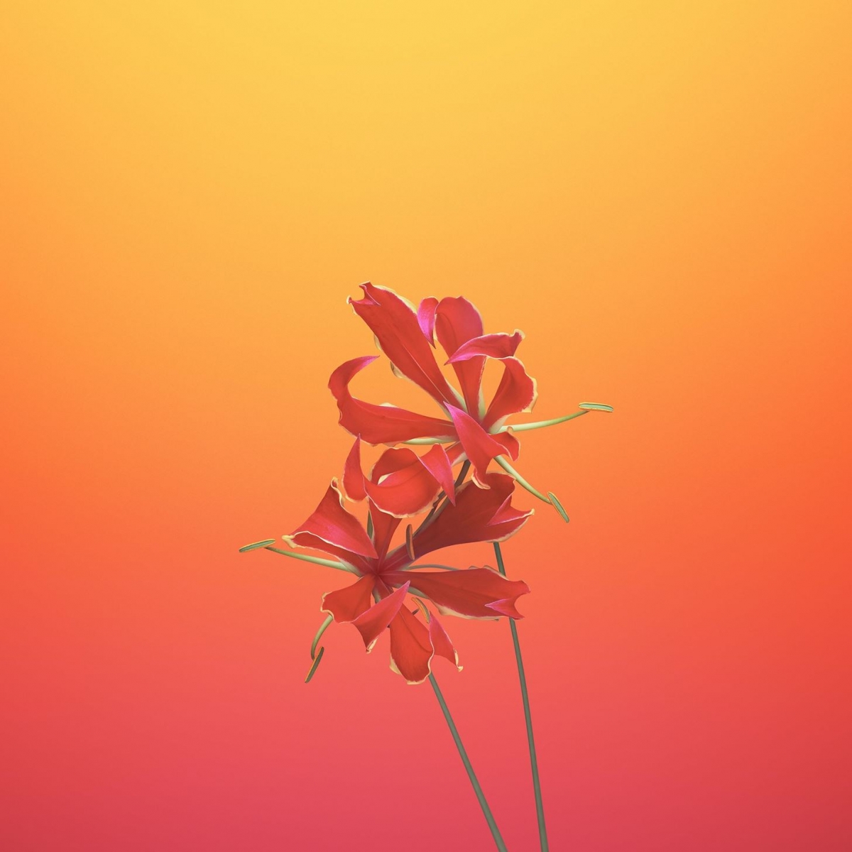 iOS 11 Flower Stock wallpaper for Apple iPhone, Apple Watch, Mac, iPad and Apple Watch