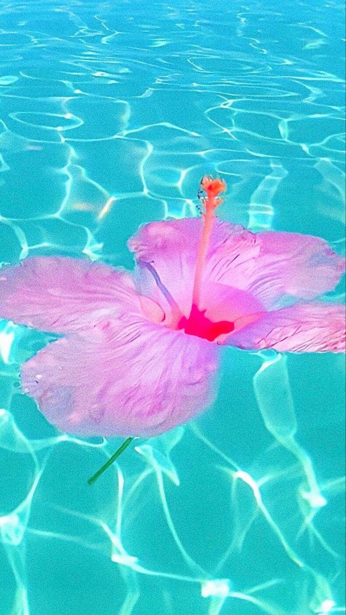 Vibrant Blue Water With Tropical Pink Flower Floating