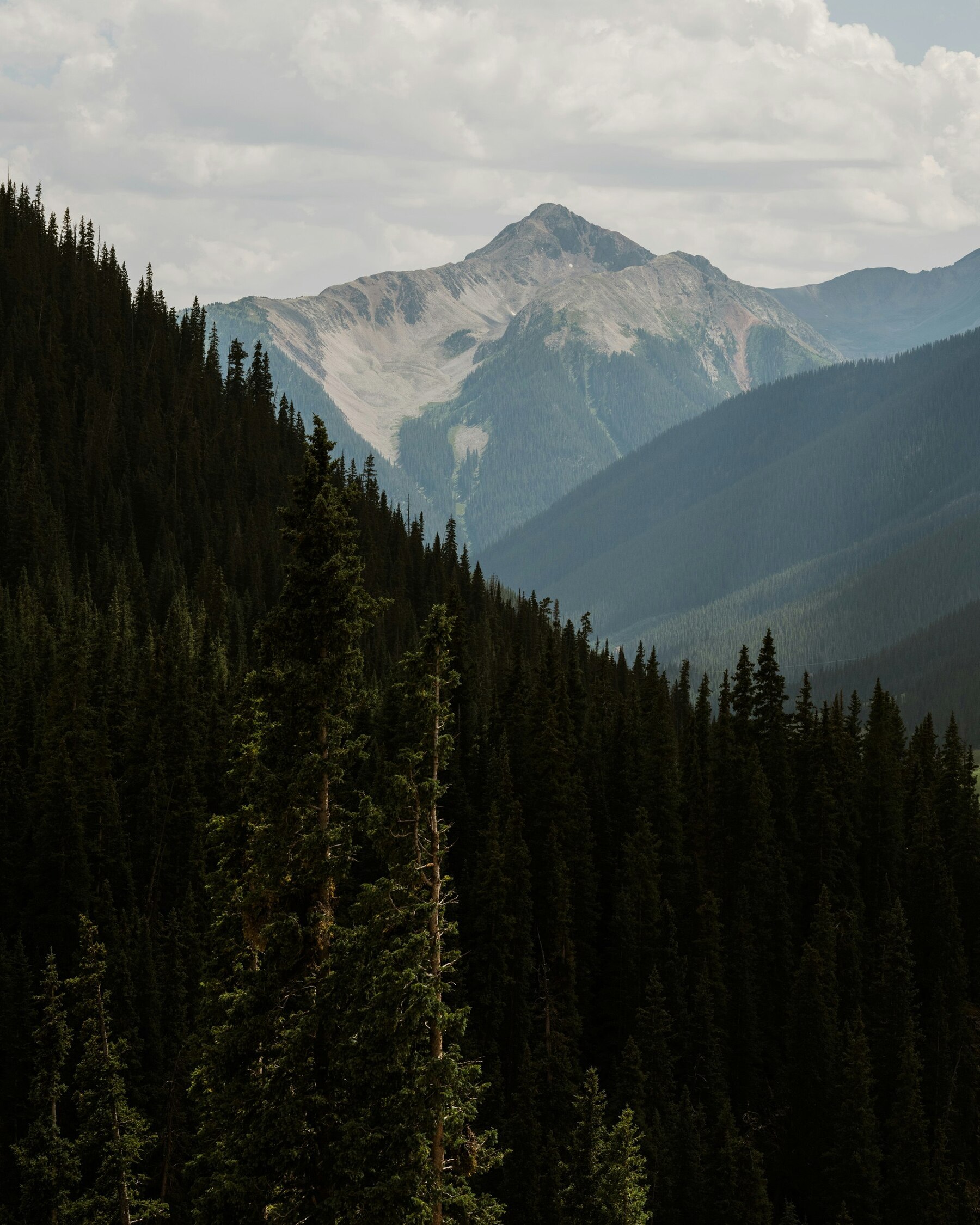 4K MKBHD Panels App Free Popular Creative Dark Foggy Mountain Pine Trees Landscape