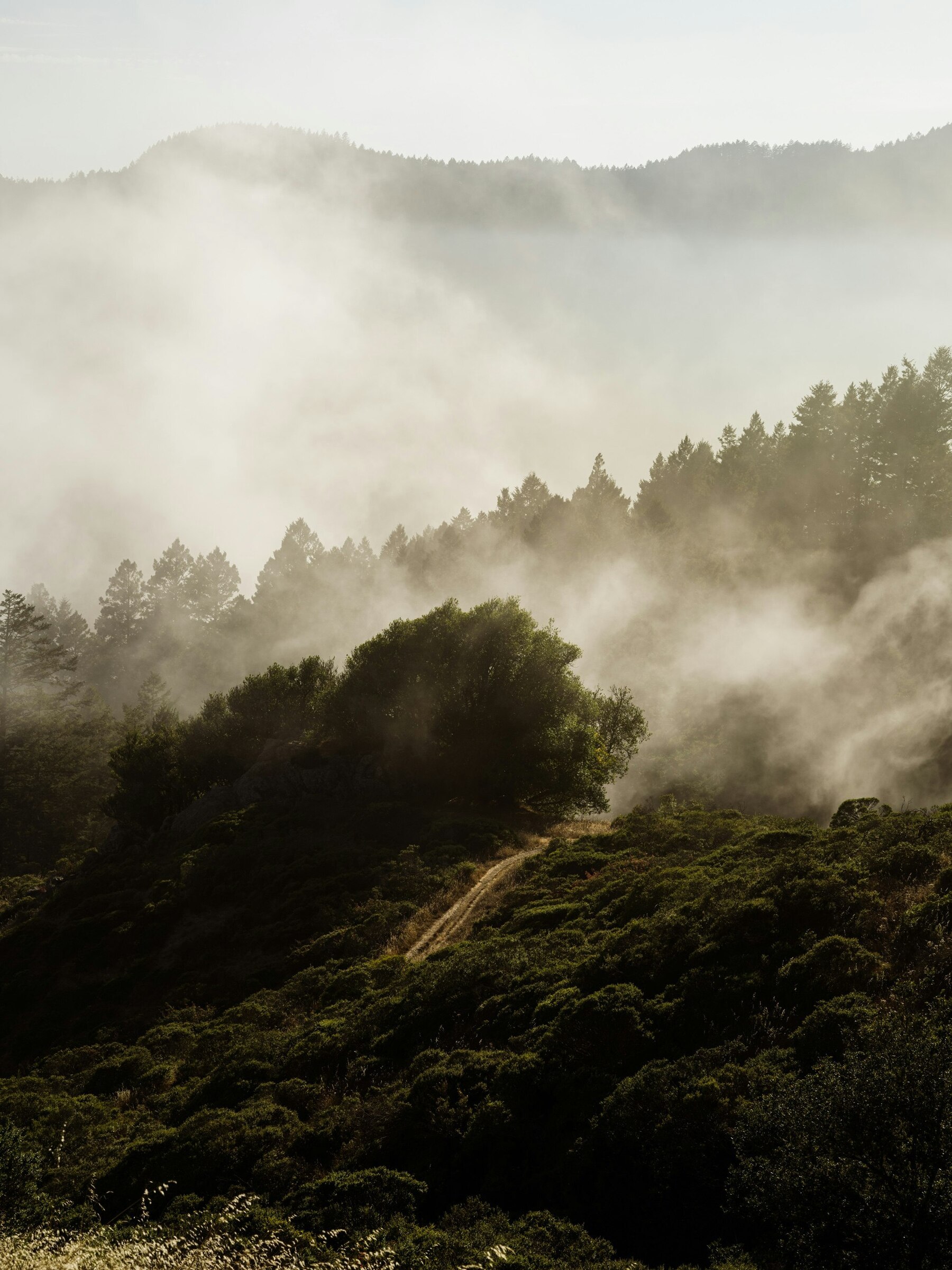 4K MKBHD Panels App Free Popular Creative Dark Foggy Mountain Trees Landscape wallpaper for Apple iPhone, Apple Watch, Mac, iPad and Apple Watch