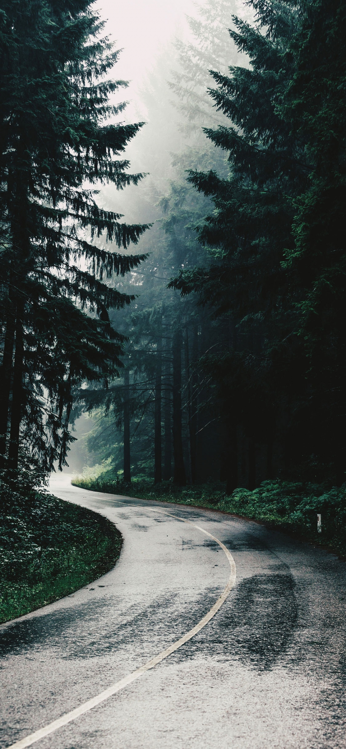 Highway On A Rainy Day In The Forest wallpaper for Apple iPhone, Apple Watch, Mac, iPad and Apple Watch