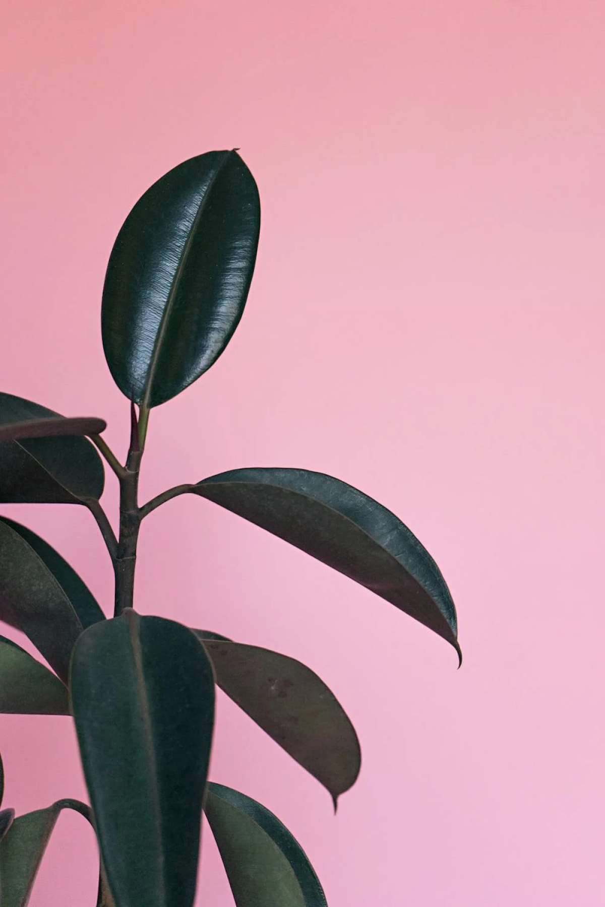 Simple Plant On Pink Background