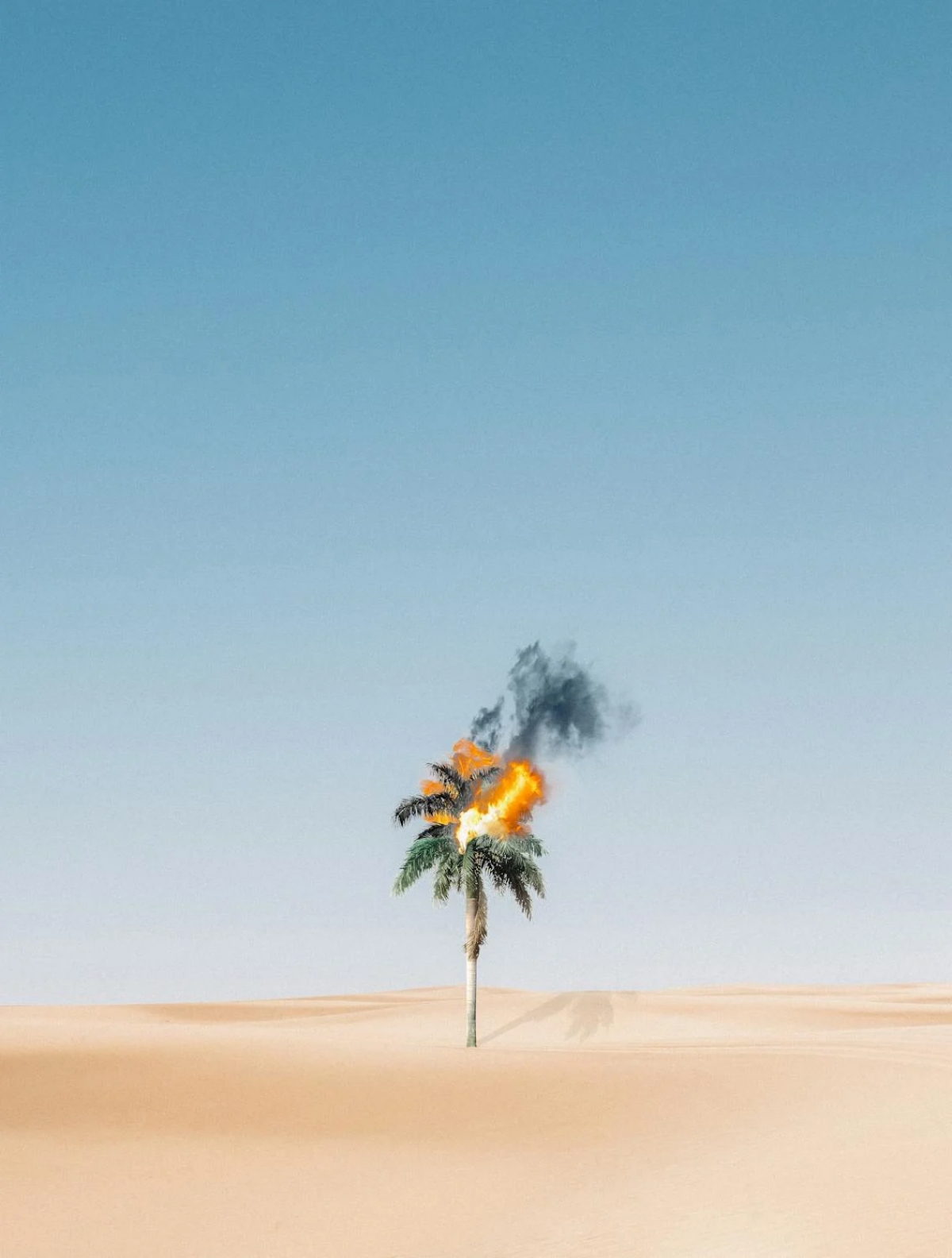 Palm Tree On Fire In The Desert Minimalist Modern