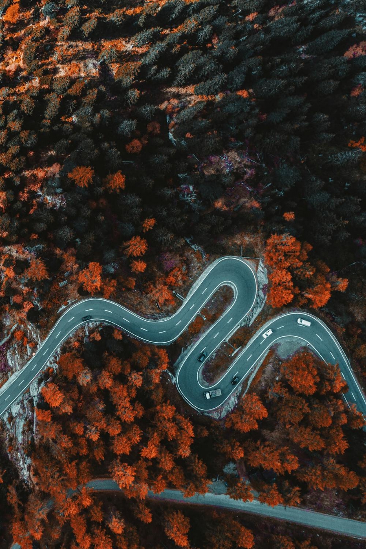 Forest Road From Above wallpaper for Apple iPhone, Apple Watch, Mac, iPad and Apple Watch