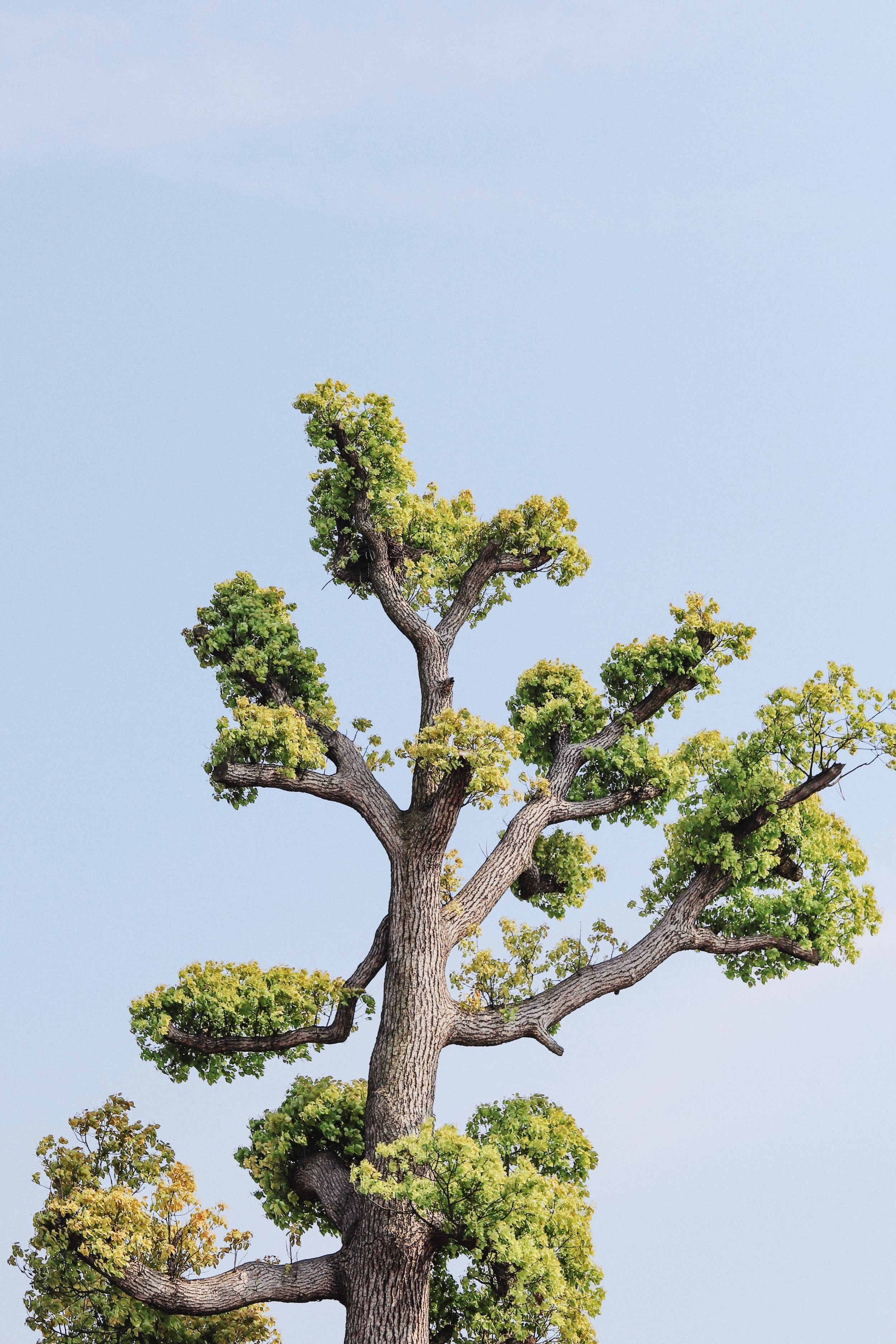 Blue Sky With A Tree wallpaper for Apple iPhone, Apple Watch, Mac, iPad and Apple Watch